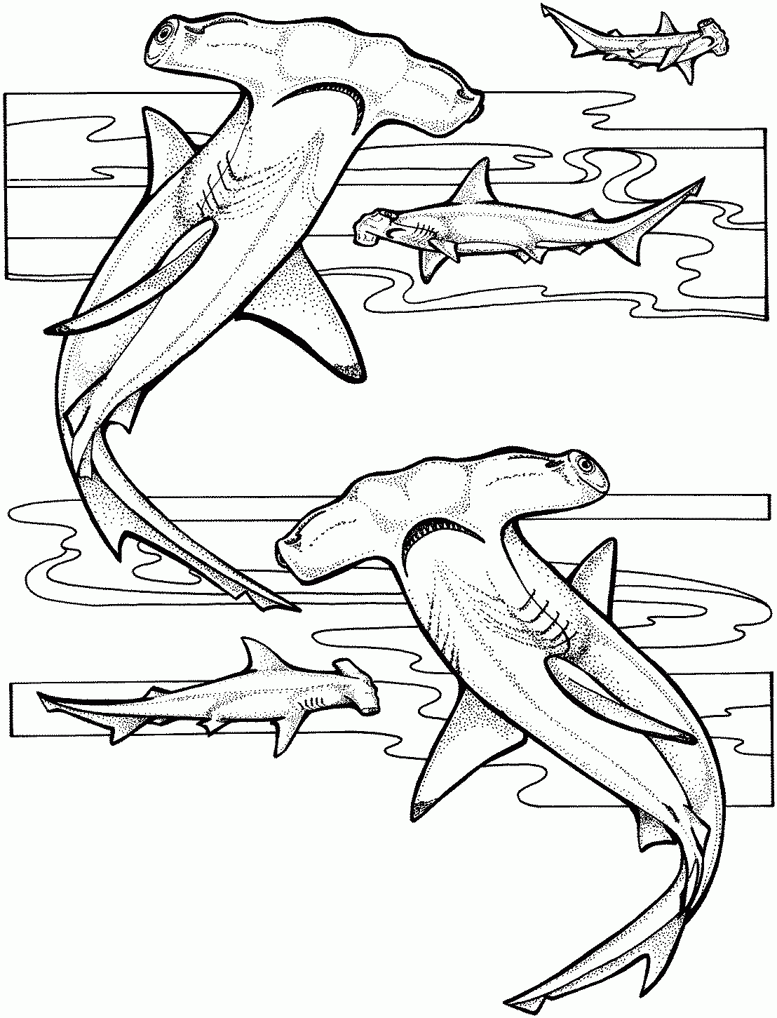Free Shark Coloring Pages