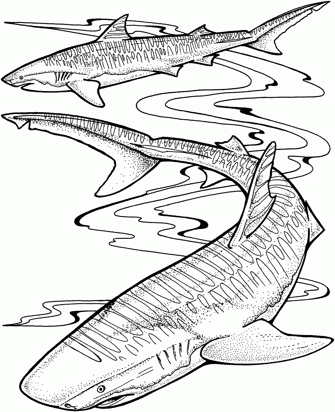 Free Shark Coloring Pages