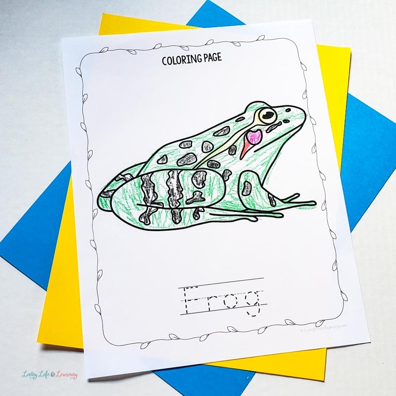 Frog Life Cycle Coloring Pages For Kids
