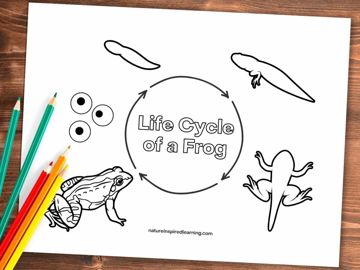 Frog Life Cycle Coloring Pages For Kids