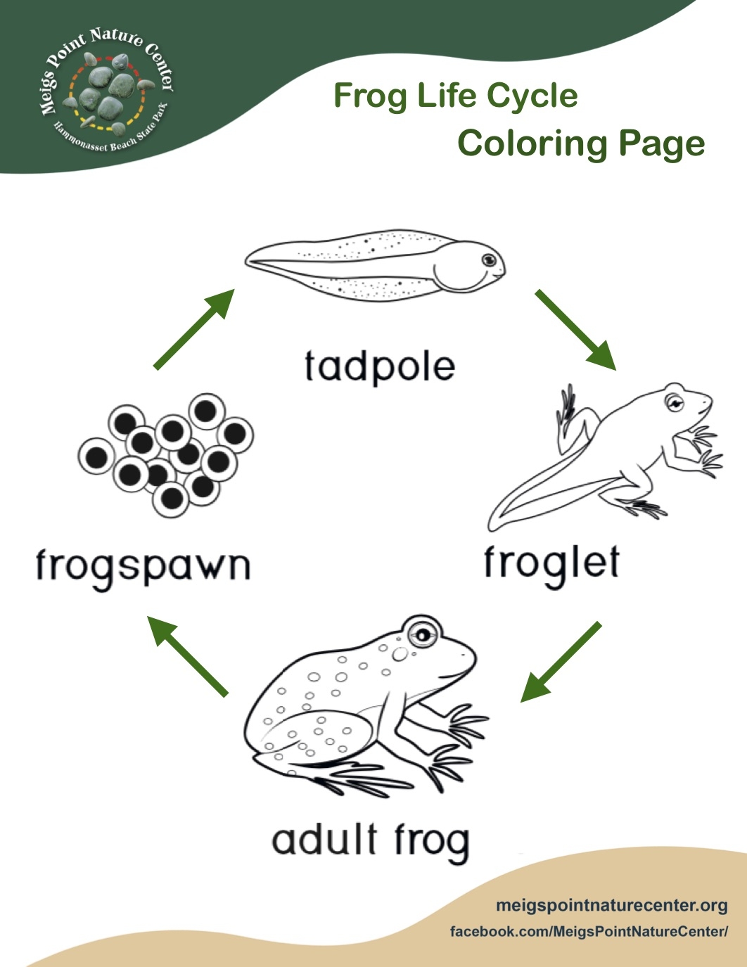 Frog Life Cycle Printables