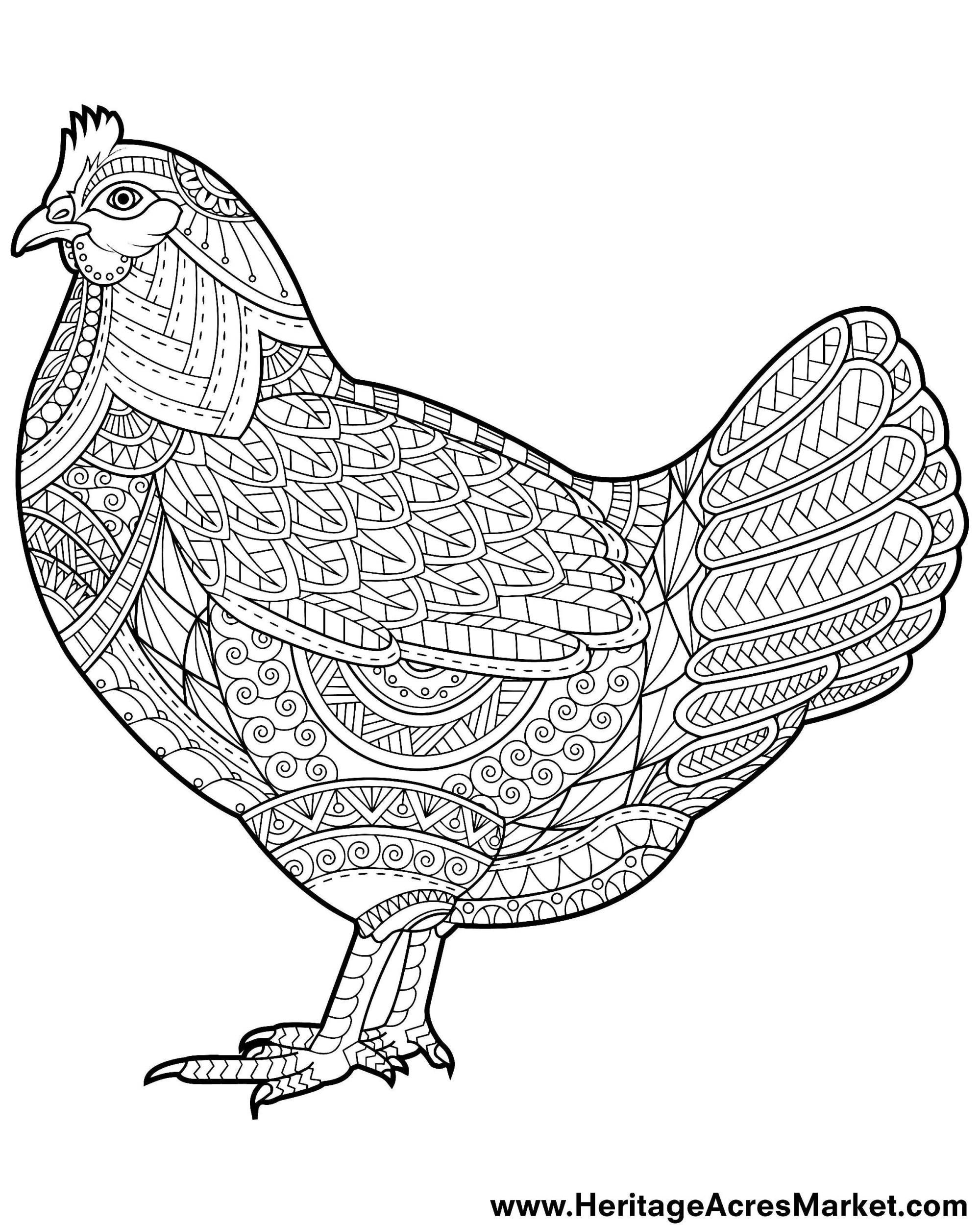Funky Chicken Coloring Page Heritage Acres Market LLC Chicken Coloring Pages Chicken