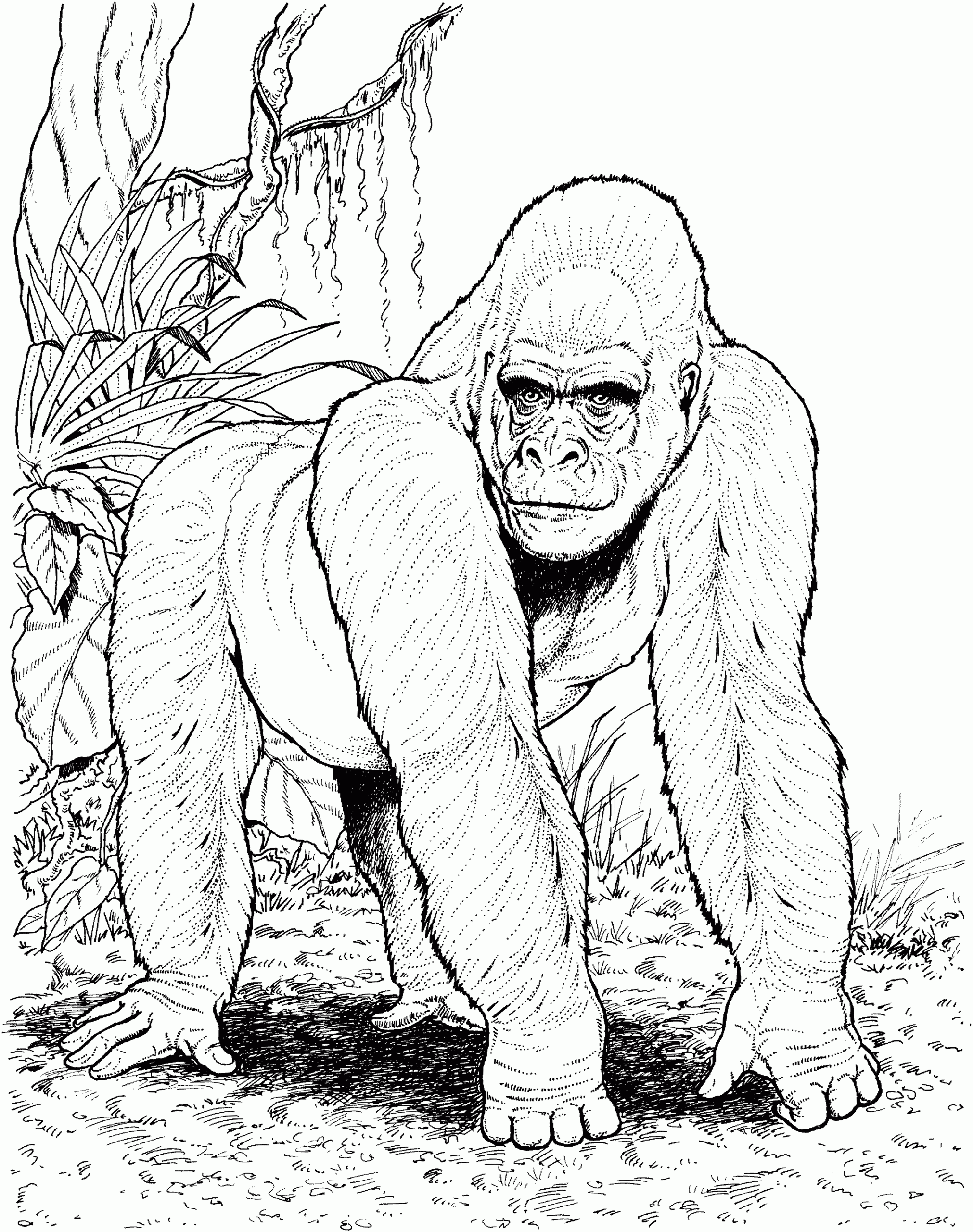 Gorilla Coloring Pages Printable