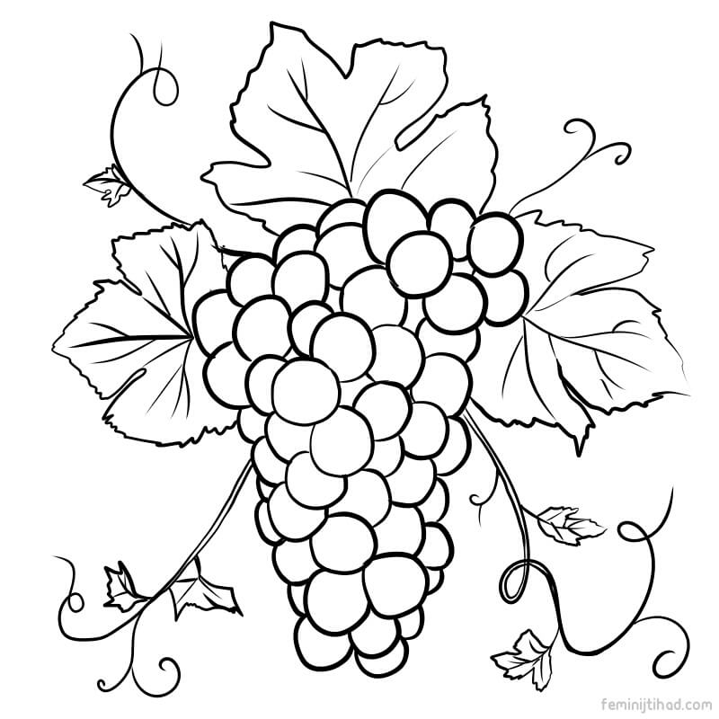 Grape Coloring Pages Printable PDF Coloringfolder