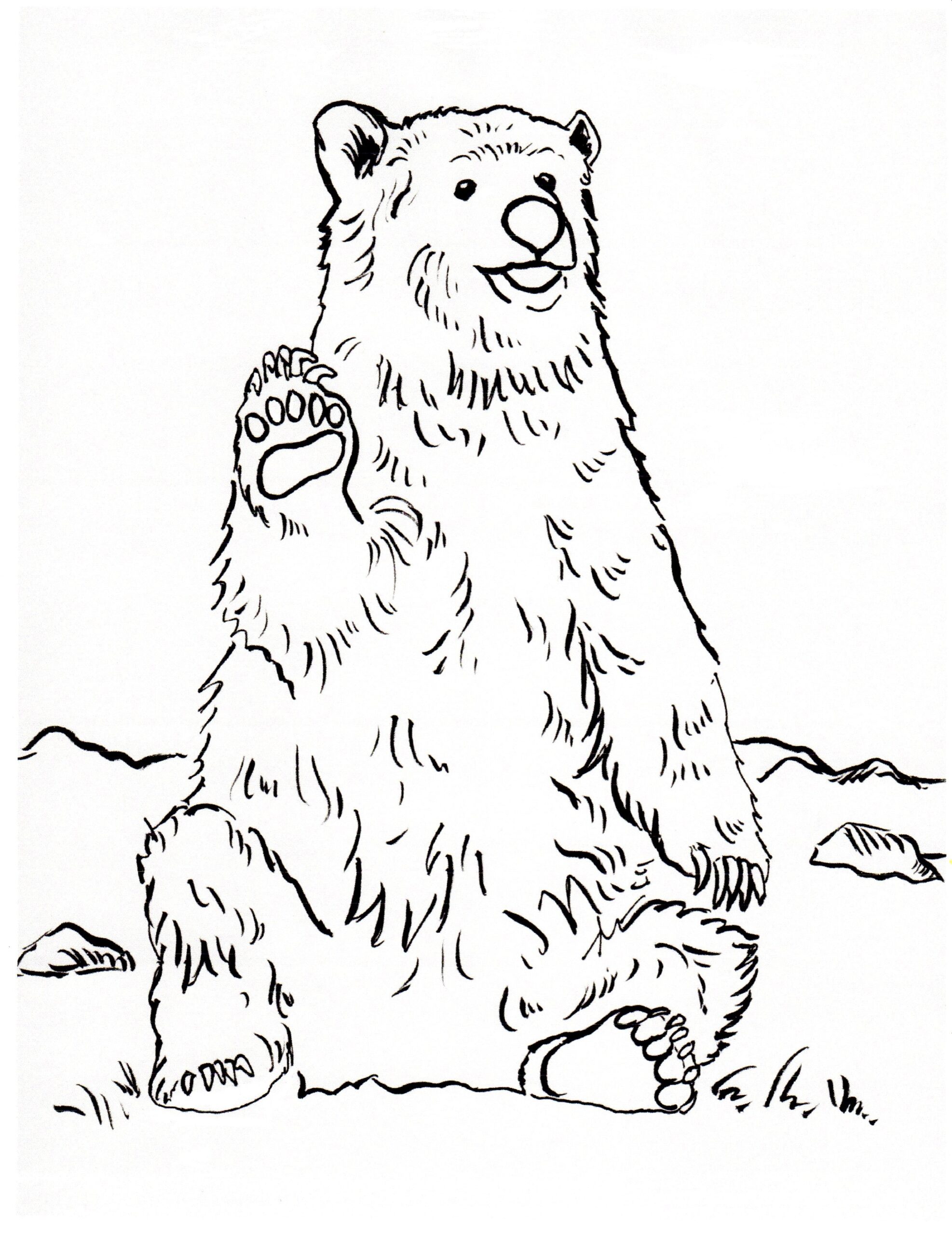 Grizzly Bear Coloring Page Art Starts