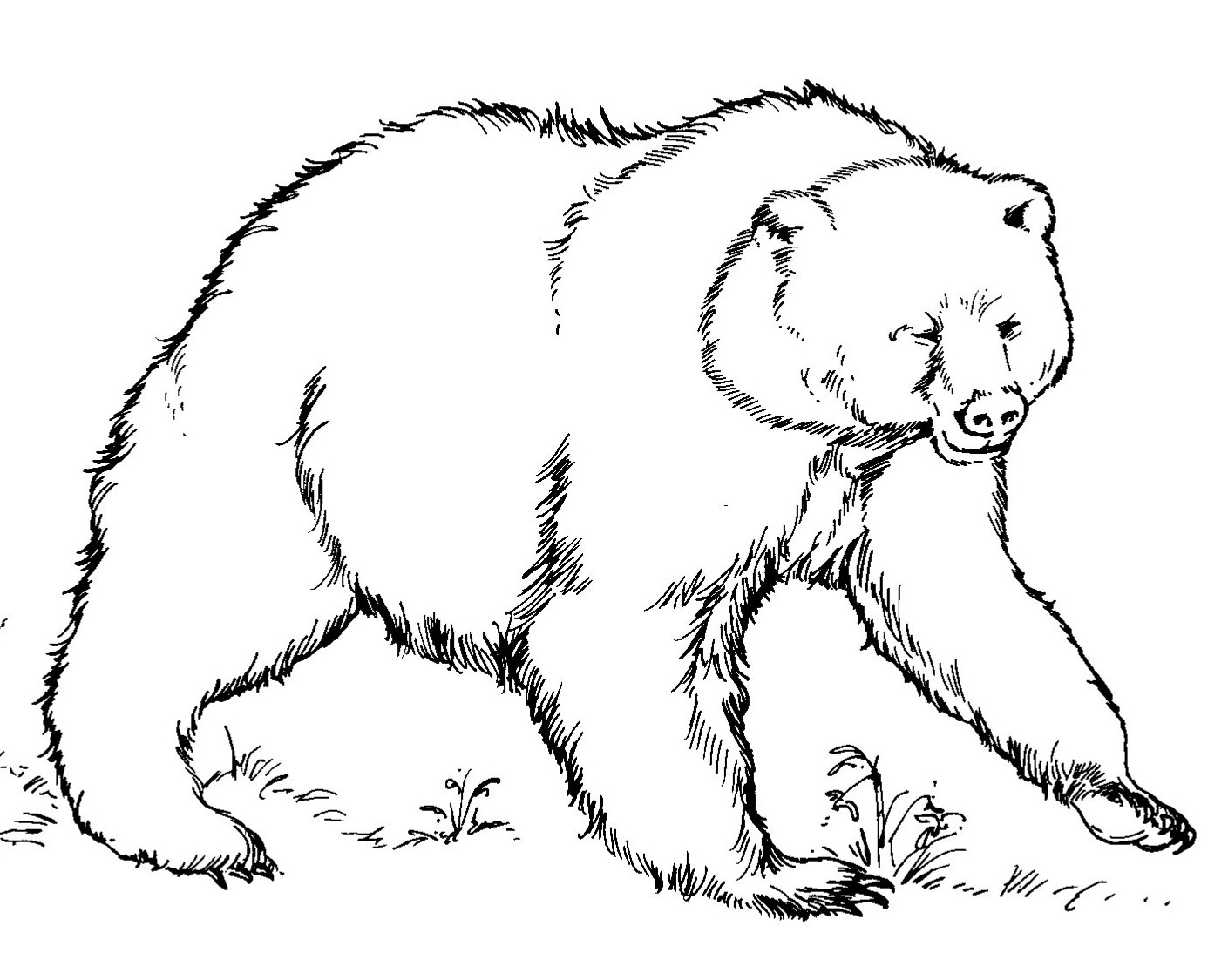 Grizzly Bear Coloring Page Printable Coloring Pages