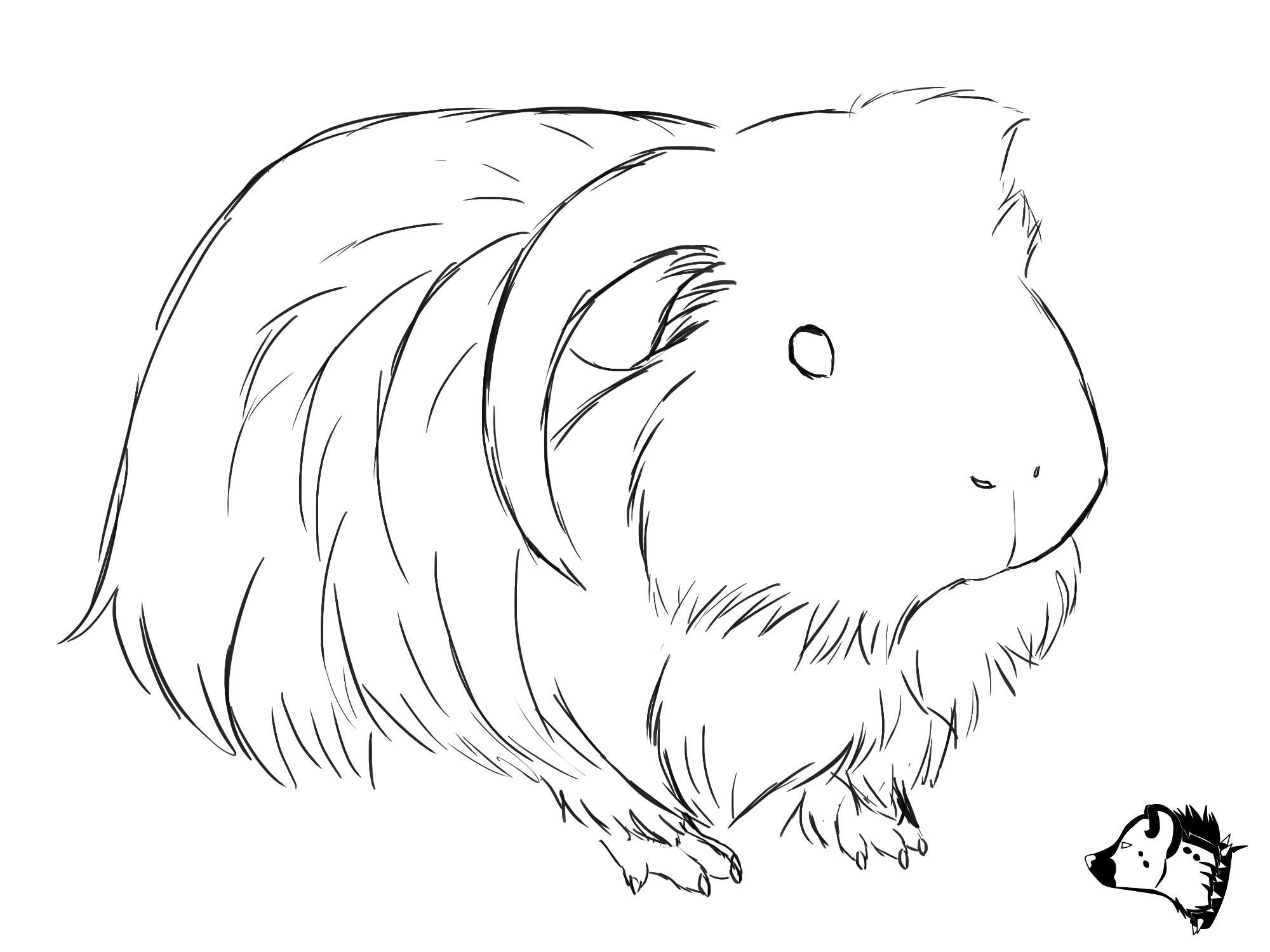 Guinea Pig Coloring Pages Yunus Coloring Pages