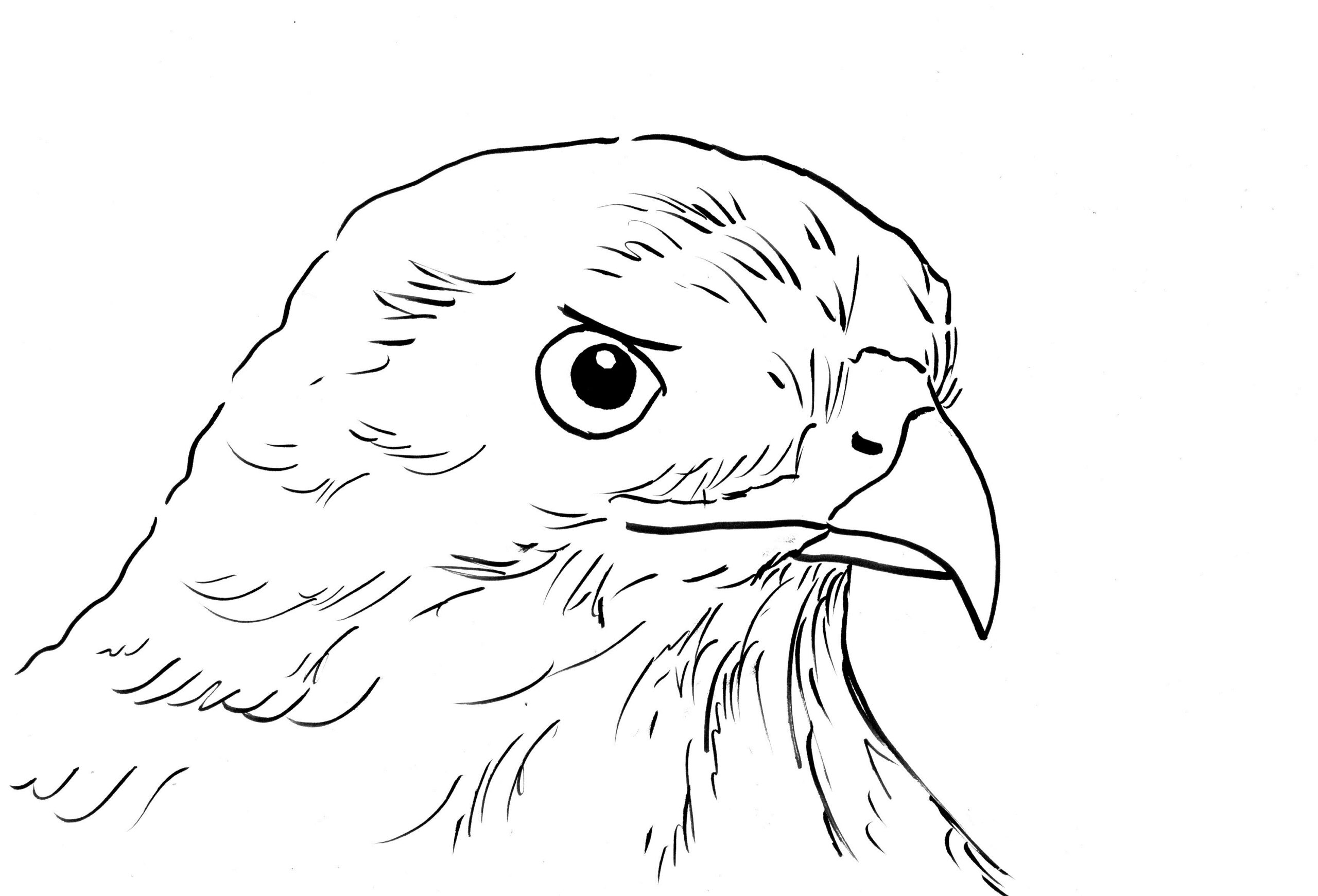 Hawk Coloring Page Art Starts