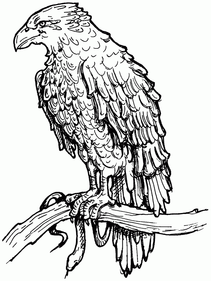 Hawk Coloring Pages Best Coloring Pages For Kids