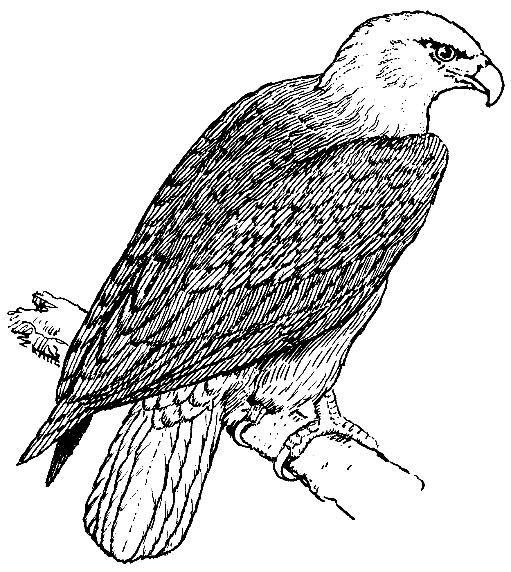 Hawk Coloring Pages