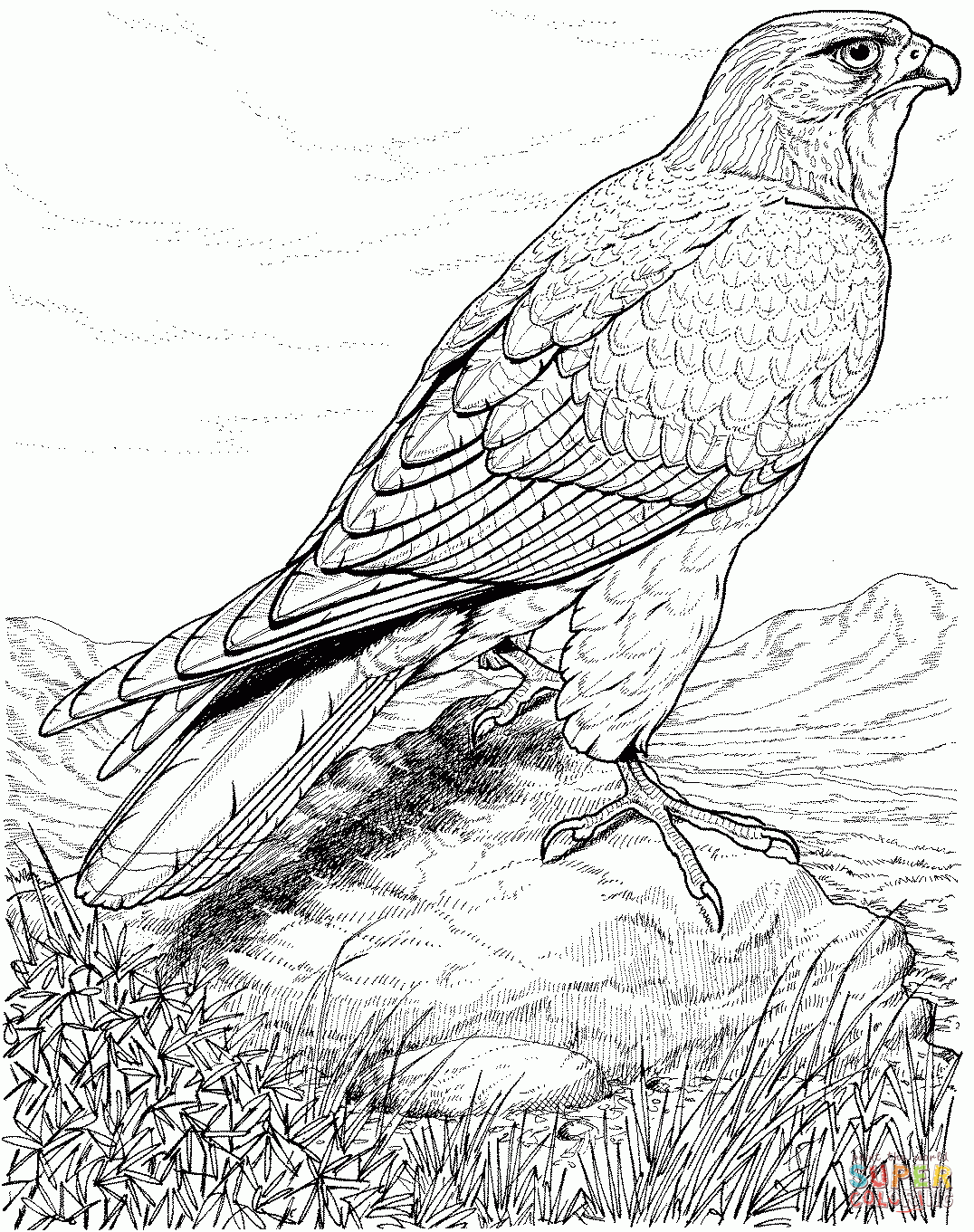 Hawk Coloring Pages To Download And Print For Free