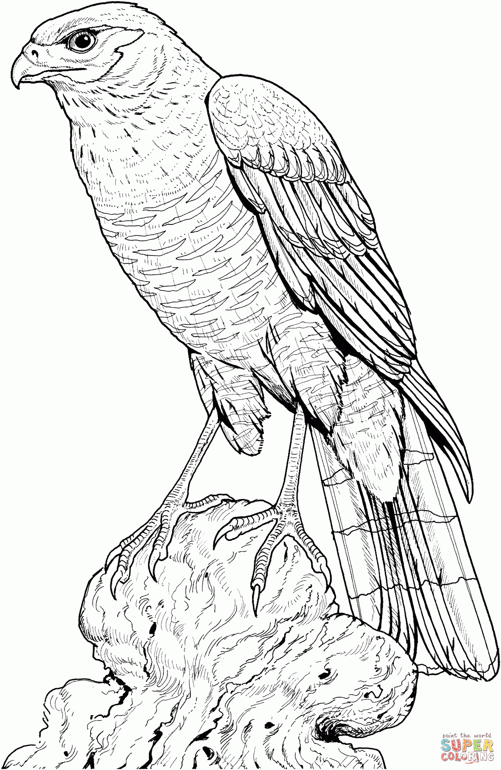 Hawk Coloring Pages To Download And Print For Free