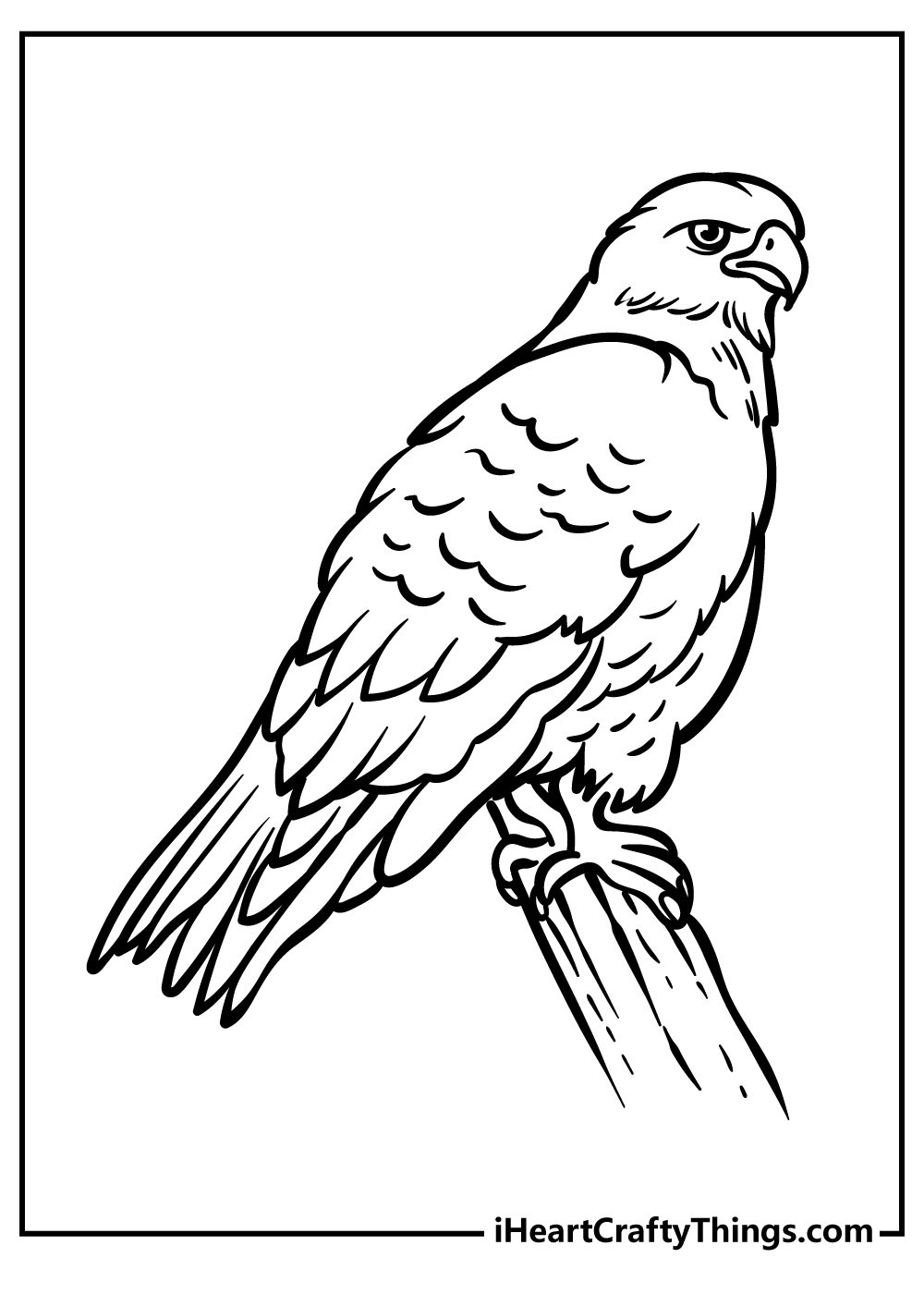 Hawk Coloring Pages