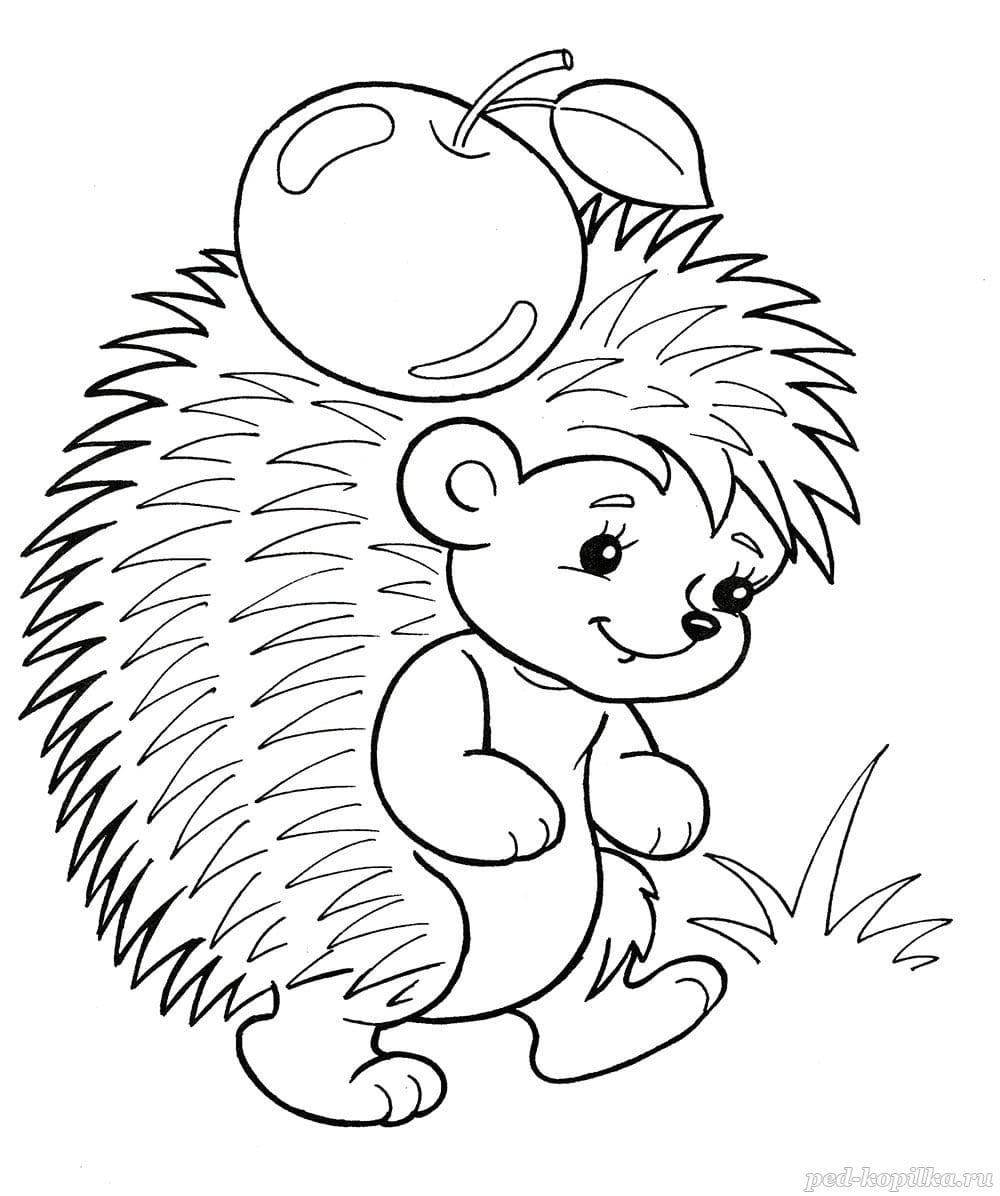 Hedgehog Coloring Pages For Children 100 Images Print Them Online