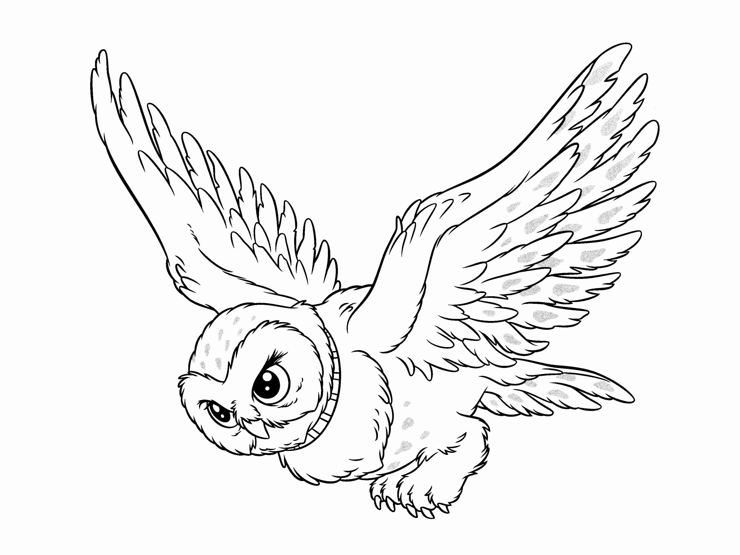 Hedwig Coloring Sheets Coloring Pages