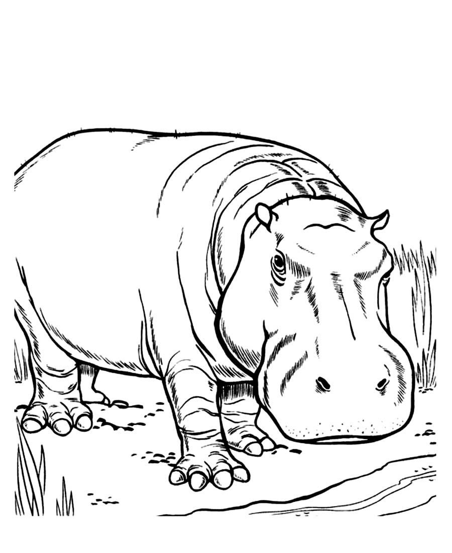 Hippopotamus Coloring Pages At GetColorings Free Printable Colorings Pages To Print And Color