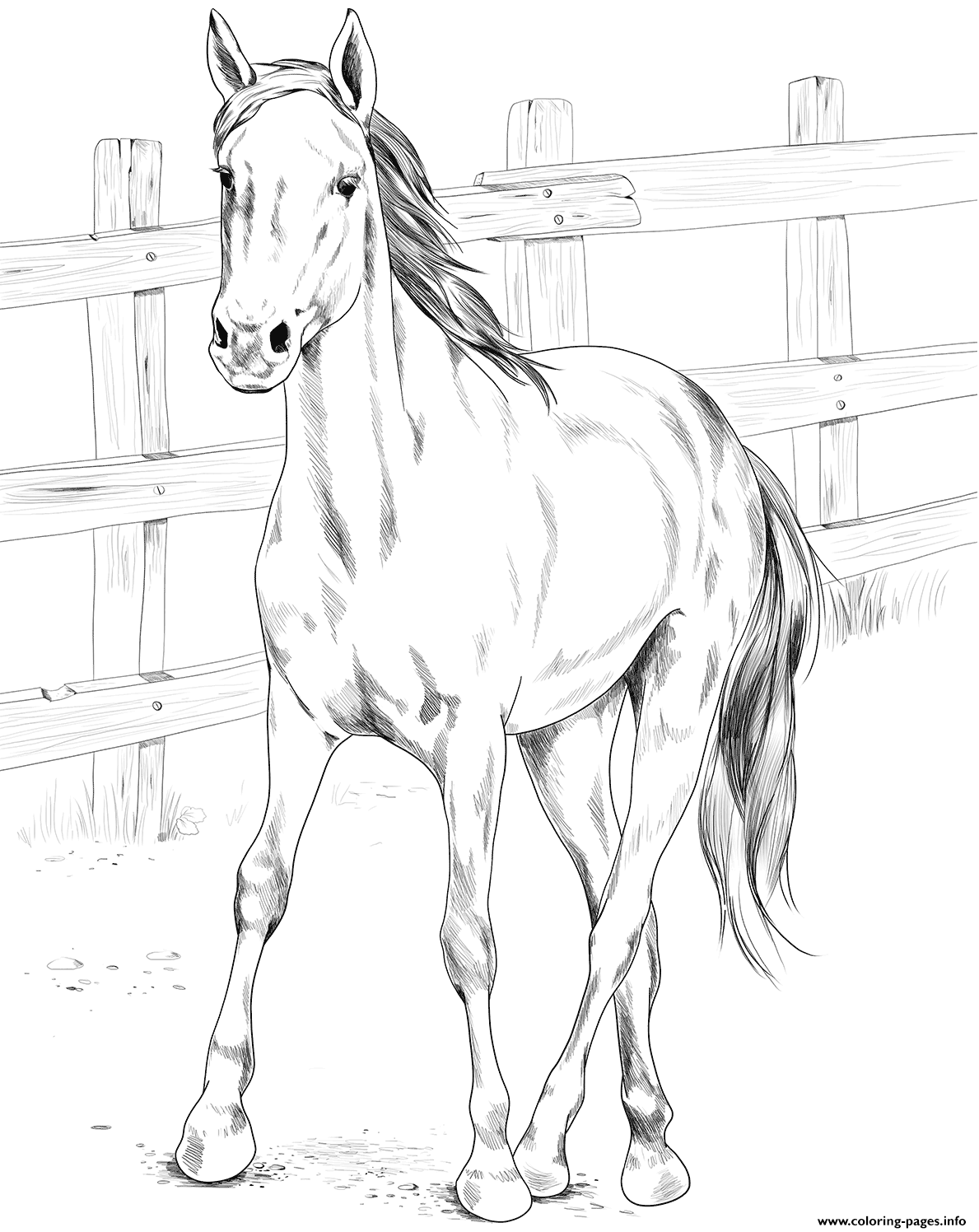 Horse Kiger Mustang Coloring Page Printable