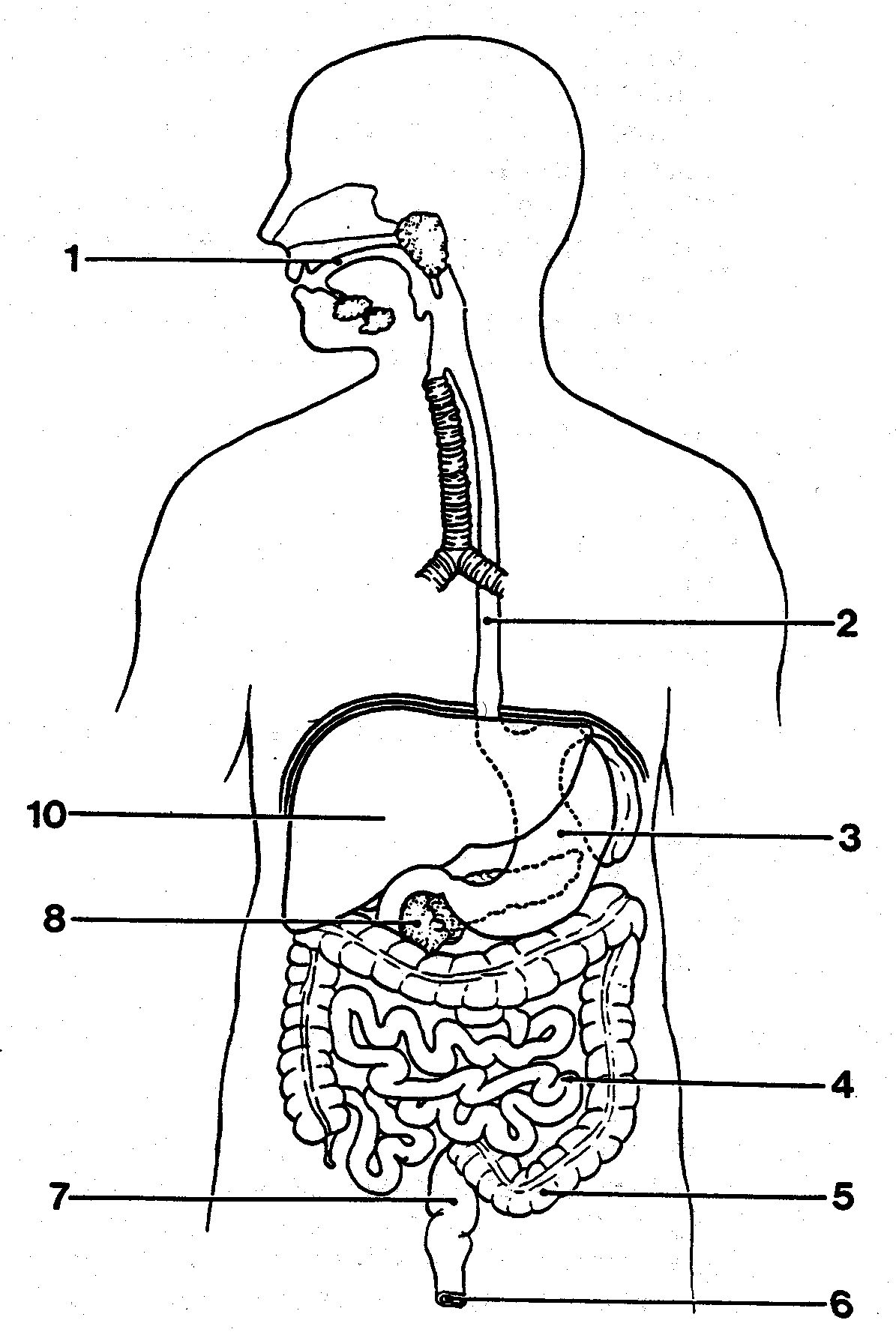 Human Digestive System Drawing At PaintingValley Explore Collection Of Human Digestive