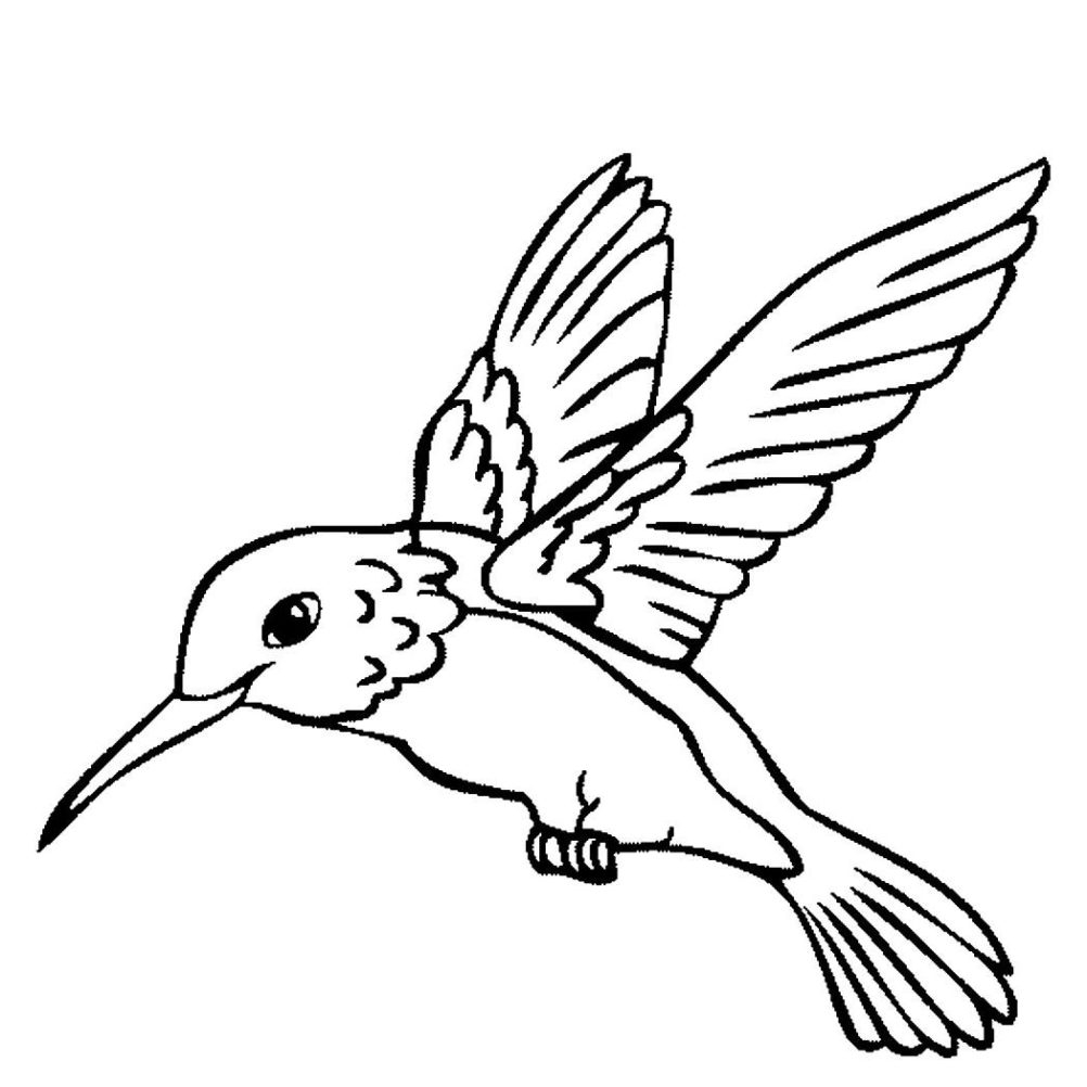 Hummingbird Coloring Pages Printable At GetColorings Free Printable Colorings Pages To