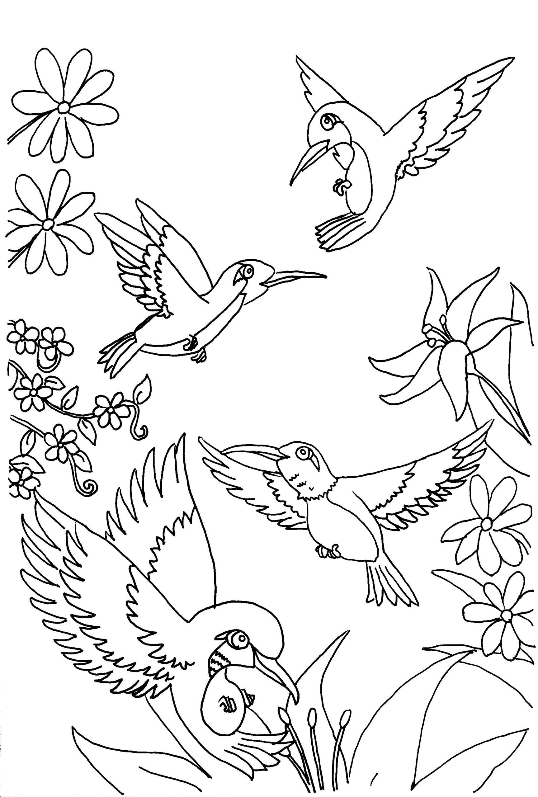 Hummingbird Coloring Pages Printable At GetDrawings Free Download