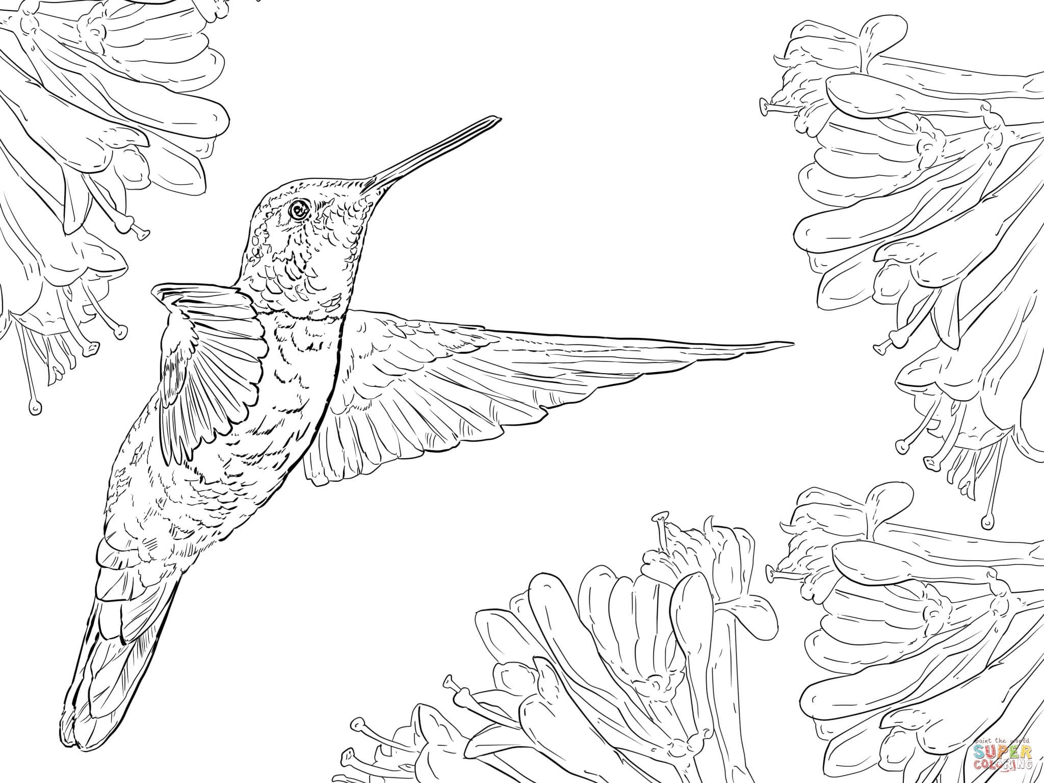 Hummingbird Coloring Page