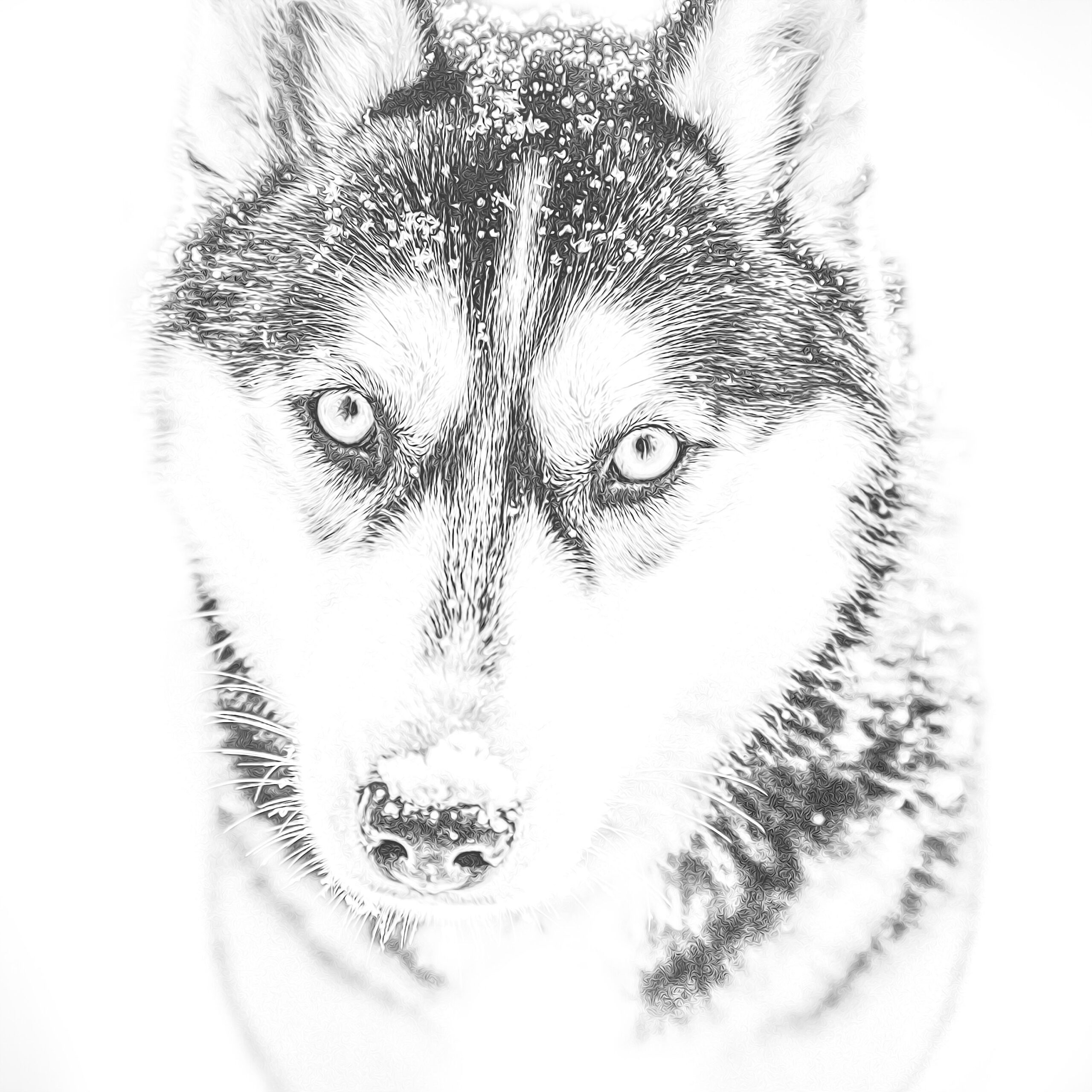 Husky Coloring Page Adult Coloring Page Realistic For Dog Etsy