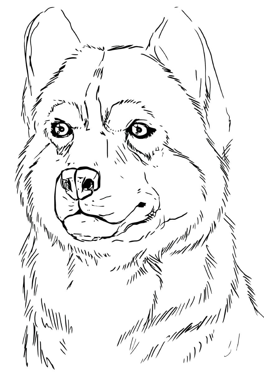 Husky Coloring Pages Print For Free WONDER DAY Coloring Pages For Children And Adults