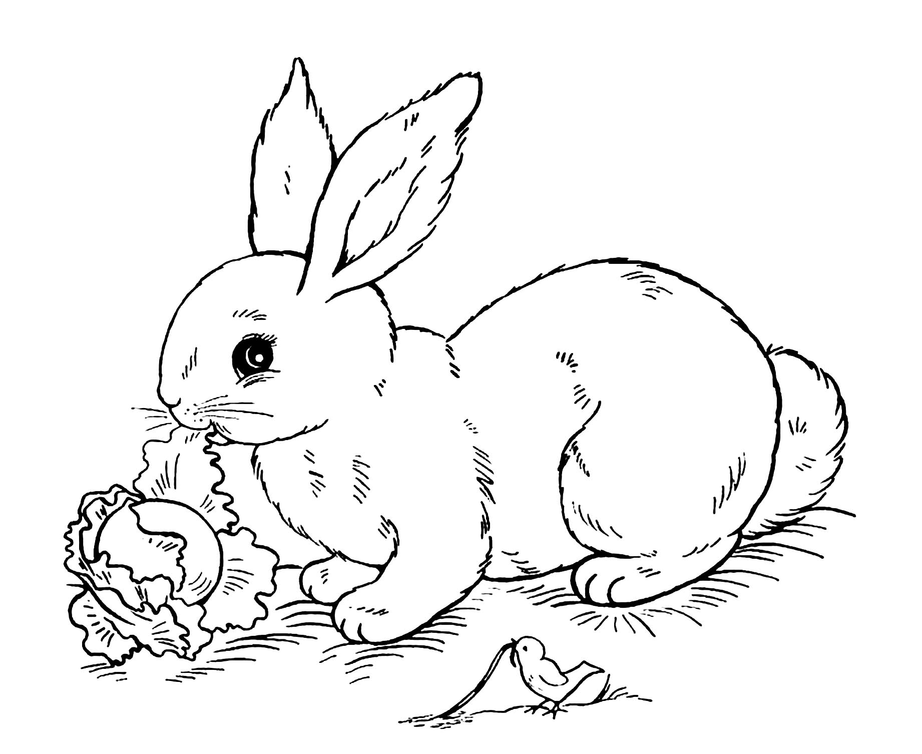 Image Of Rabbit To Print And Color Rabbit Bunny Coloring Pages For Kids