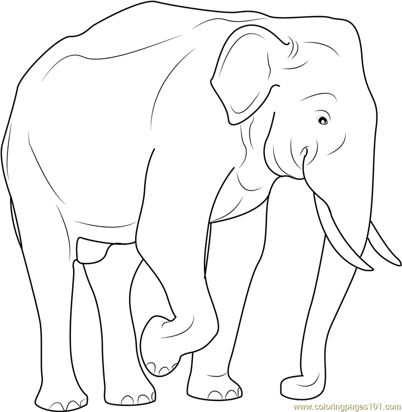 Indian Elephant Coloring Page Free Elephant Coloring Pages ColoringPages101