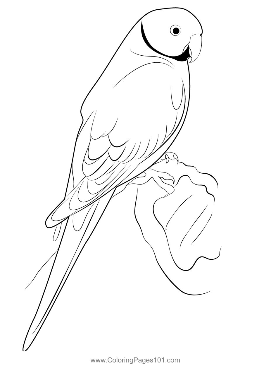 Indian Ringneck Parakeet Coloring Page For Kids Free Parrots Printable Coloring Pages Online