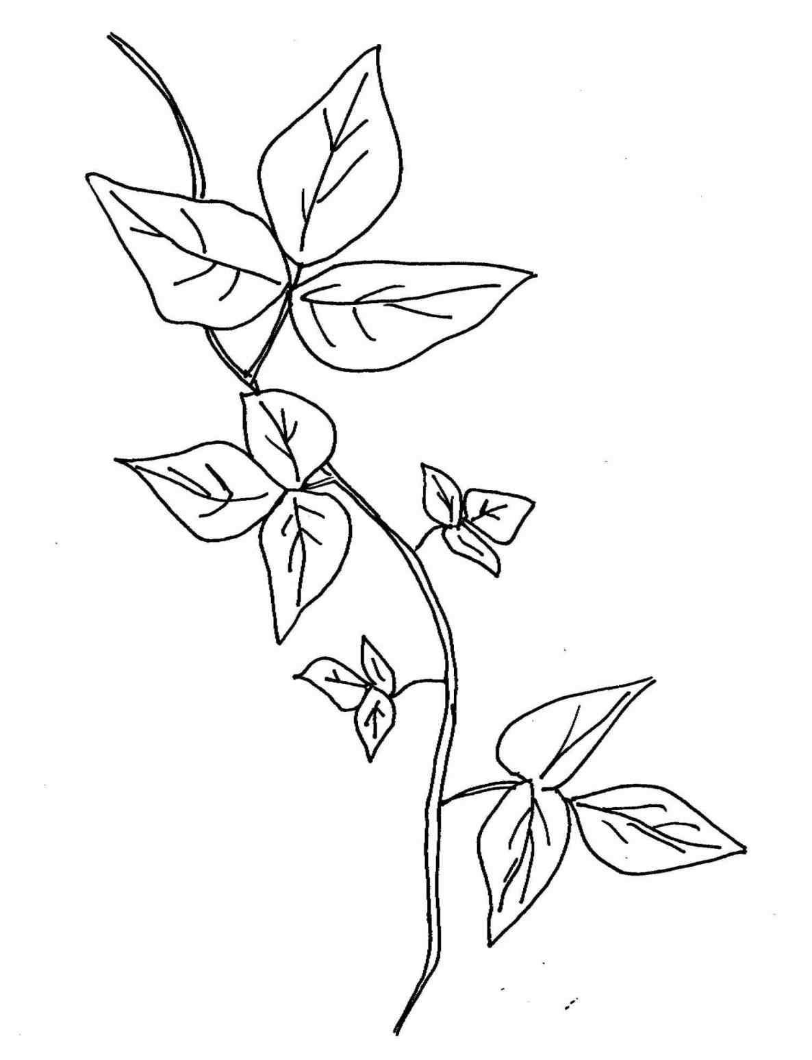 Ivy Coloring Page At GetColorings Free Printable Colorings Pages To Print And Color
