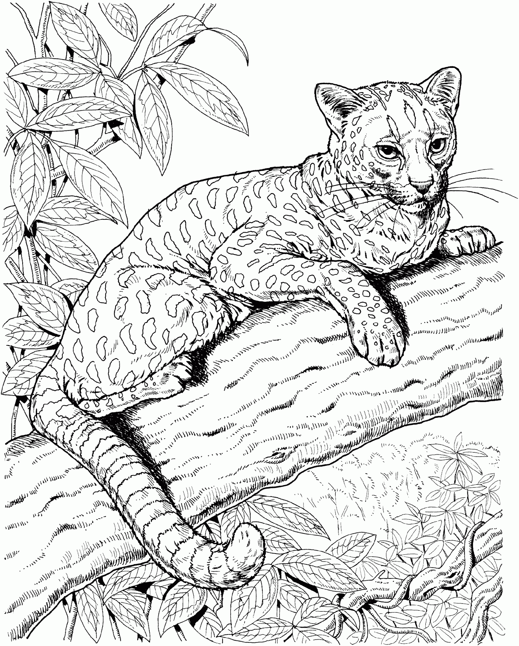 Jaguar Coloring Pages One Downloadable Educative Printable