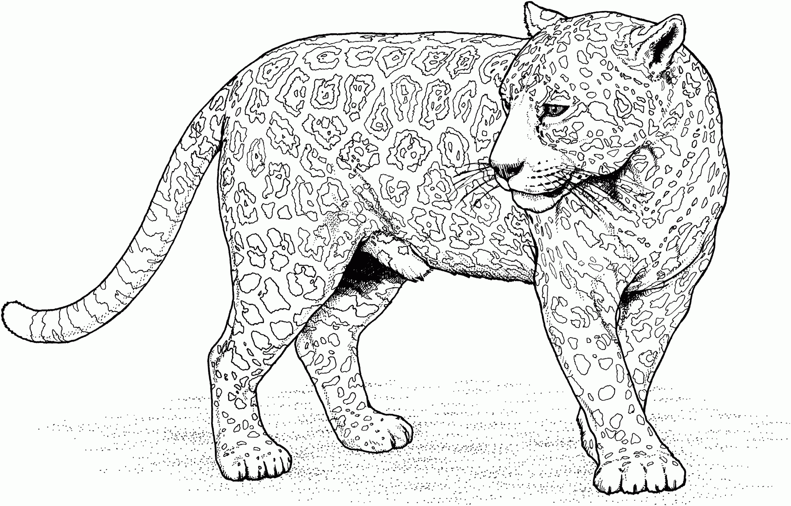 Jaguar Coloring Pages To Download And Print For Free