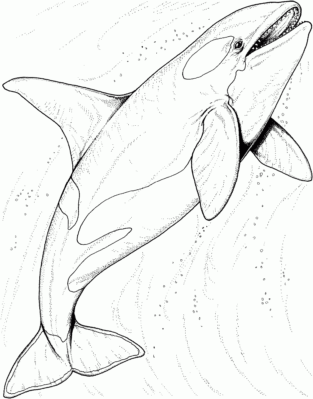 Killer Whale Coloring Pages To Download And Print For Free