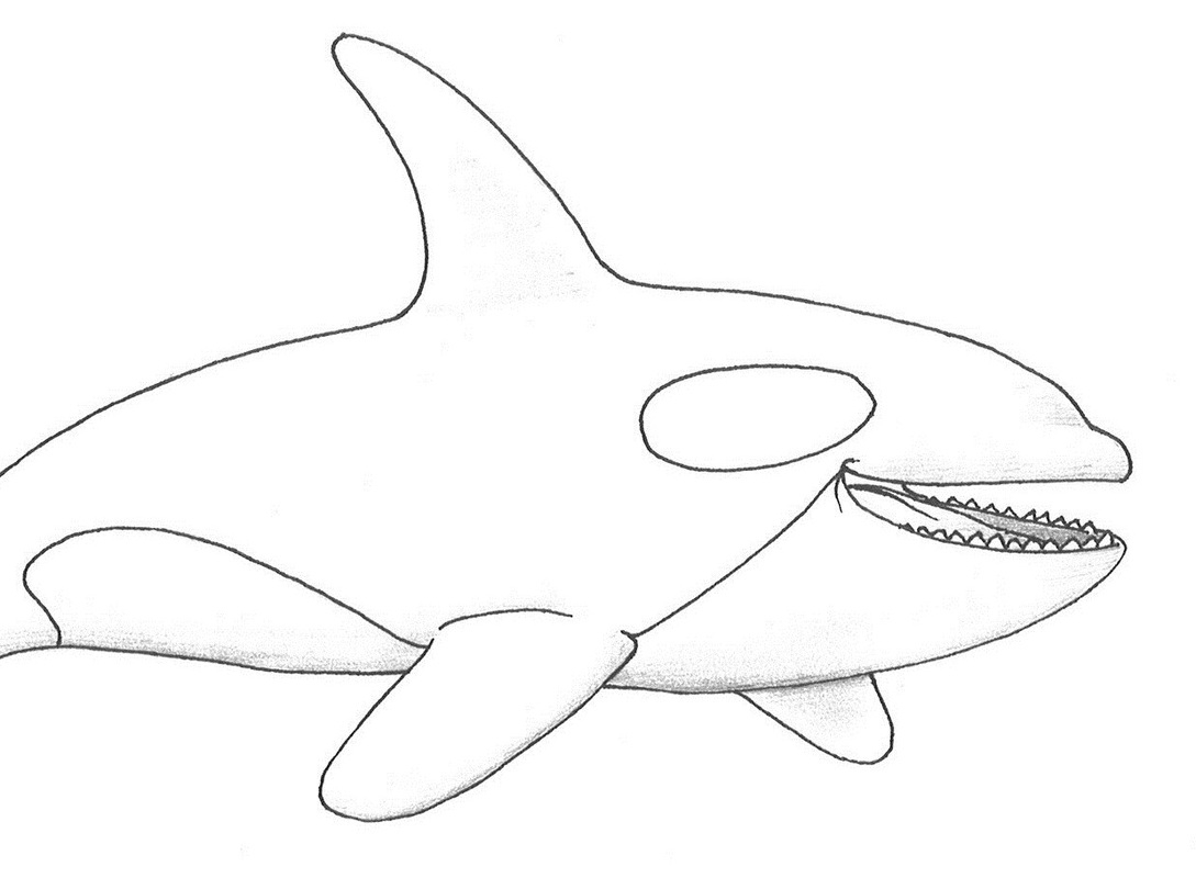 Killer Whale Coloring Pages To Download And Print For Free