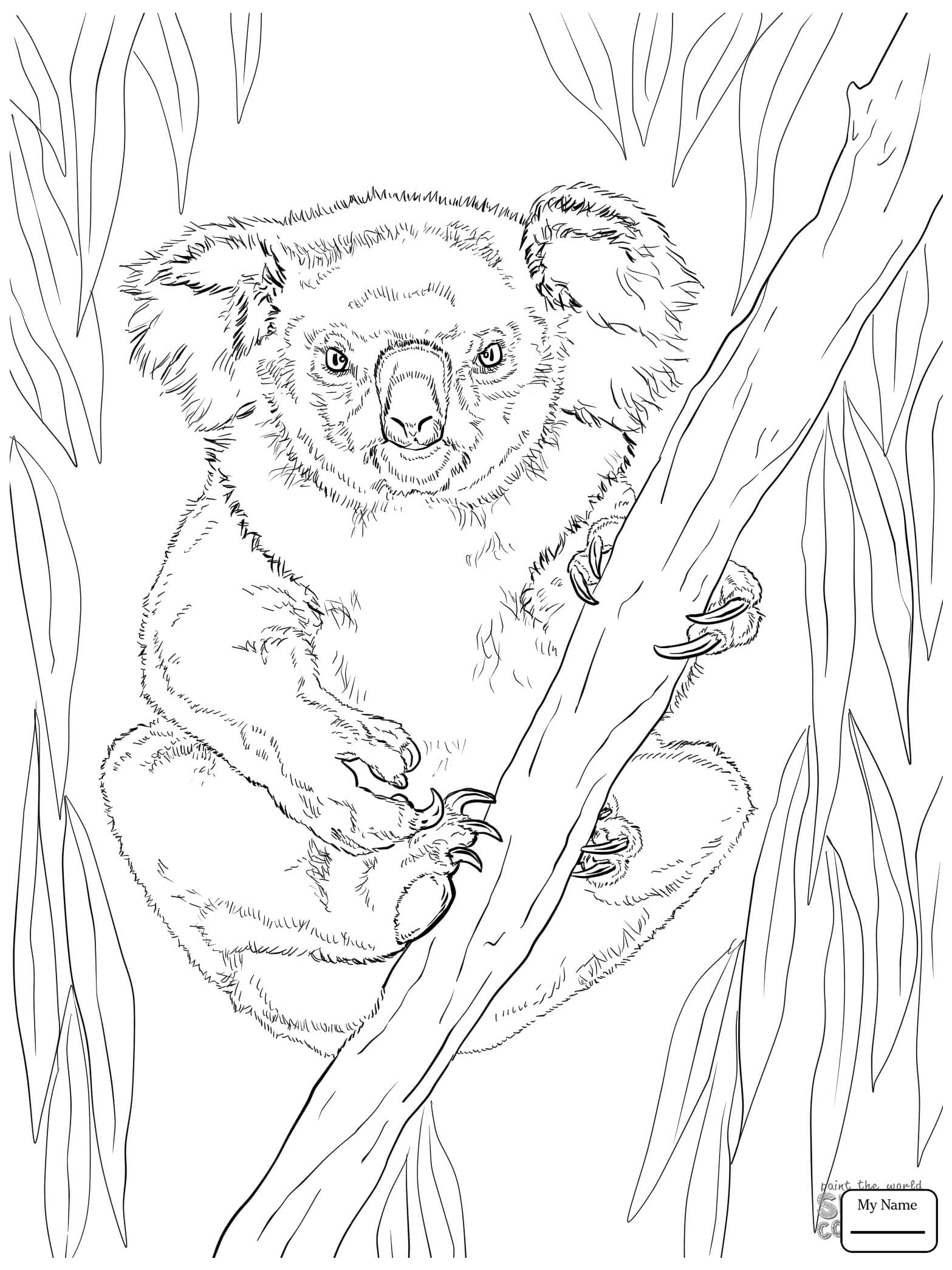 Koala Line Drawing At GetDrawings Free Download