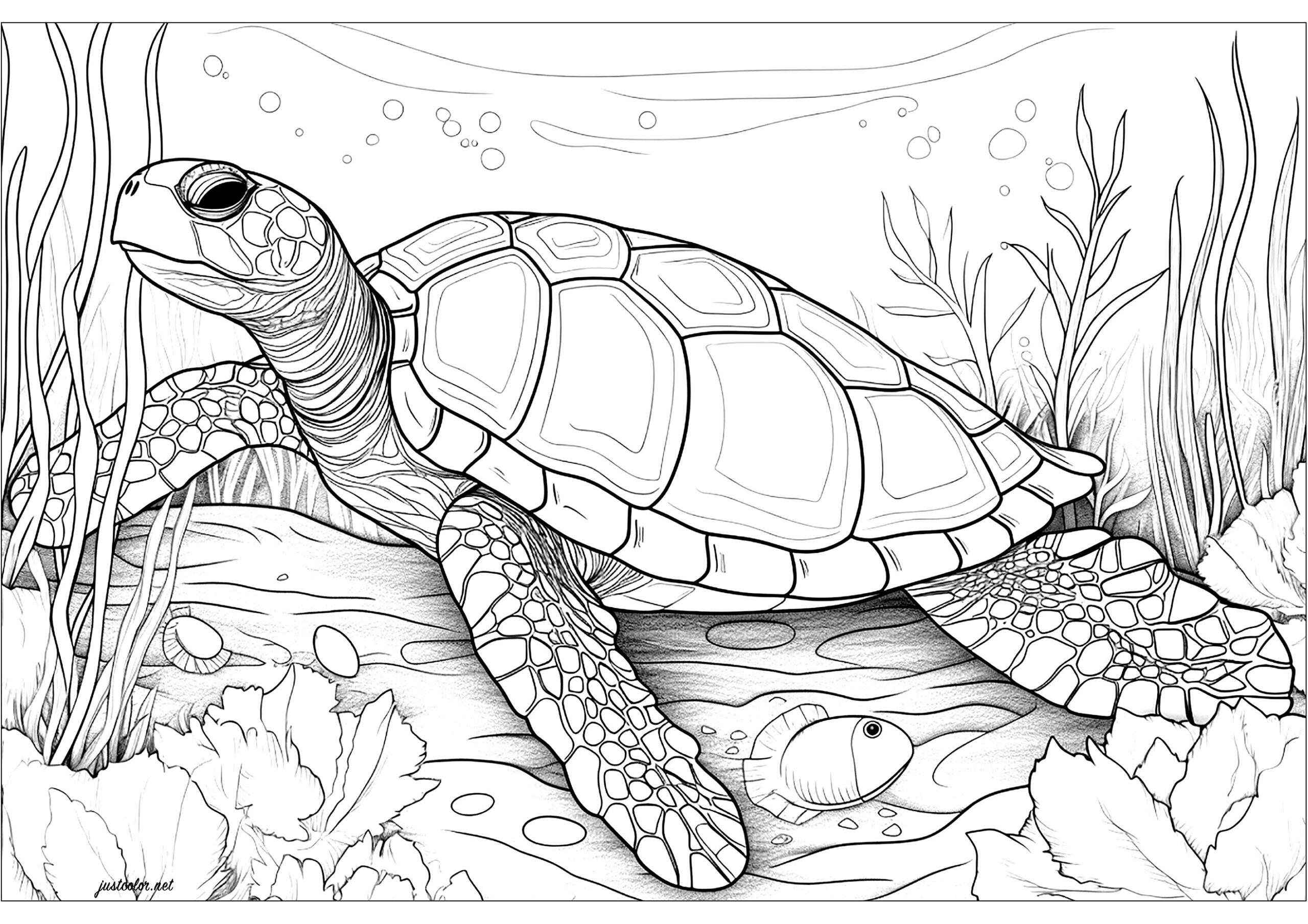 Large Sea Turtle Turtle And Tortoise Coloring Pages For Adults