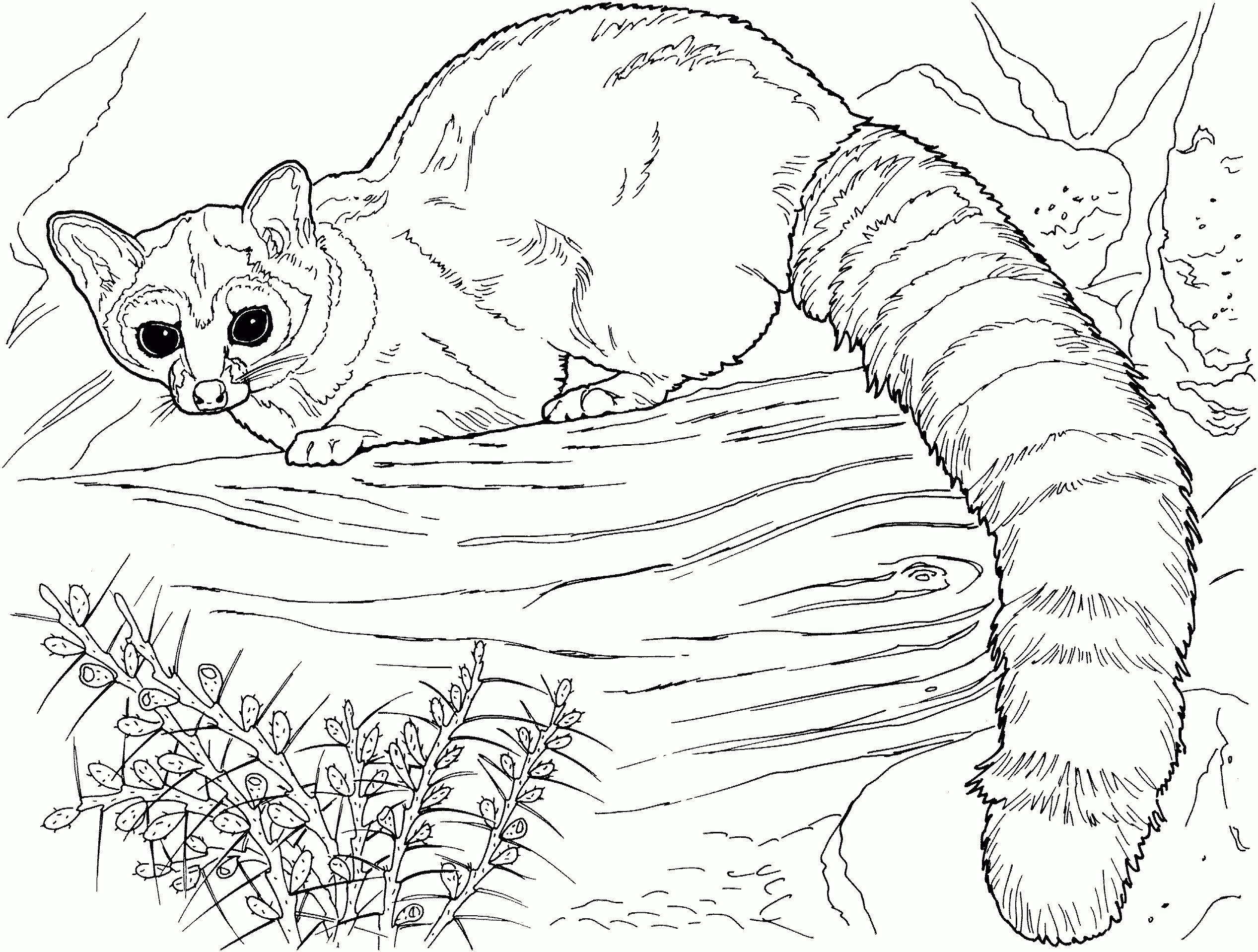 Lemur Coloring Pages Download And Print For Free