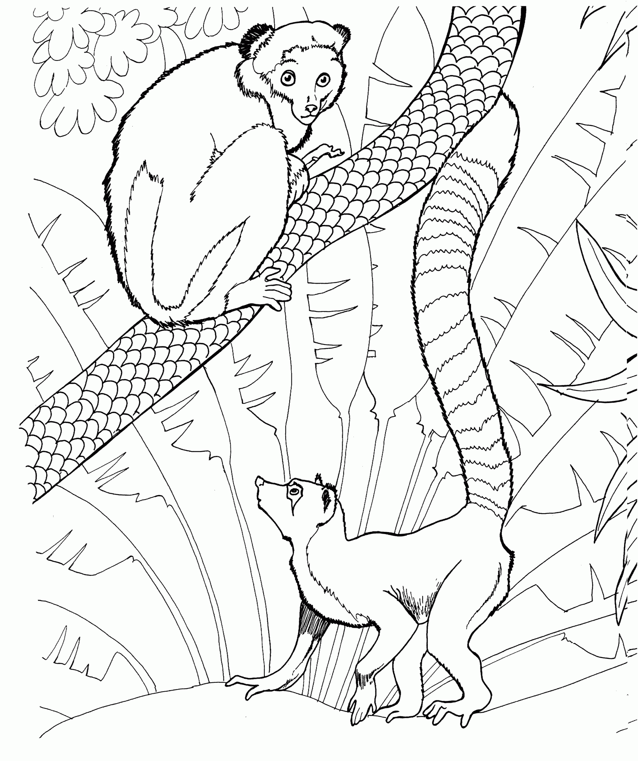 Lemur Coloring Pages Kidsuki