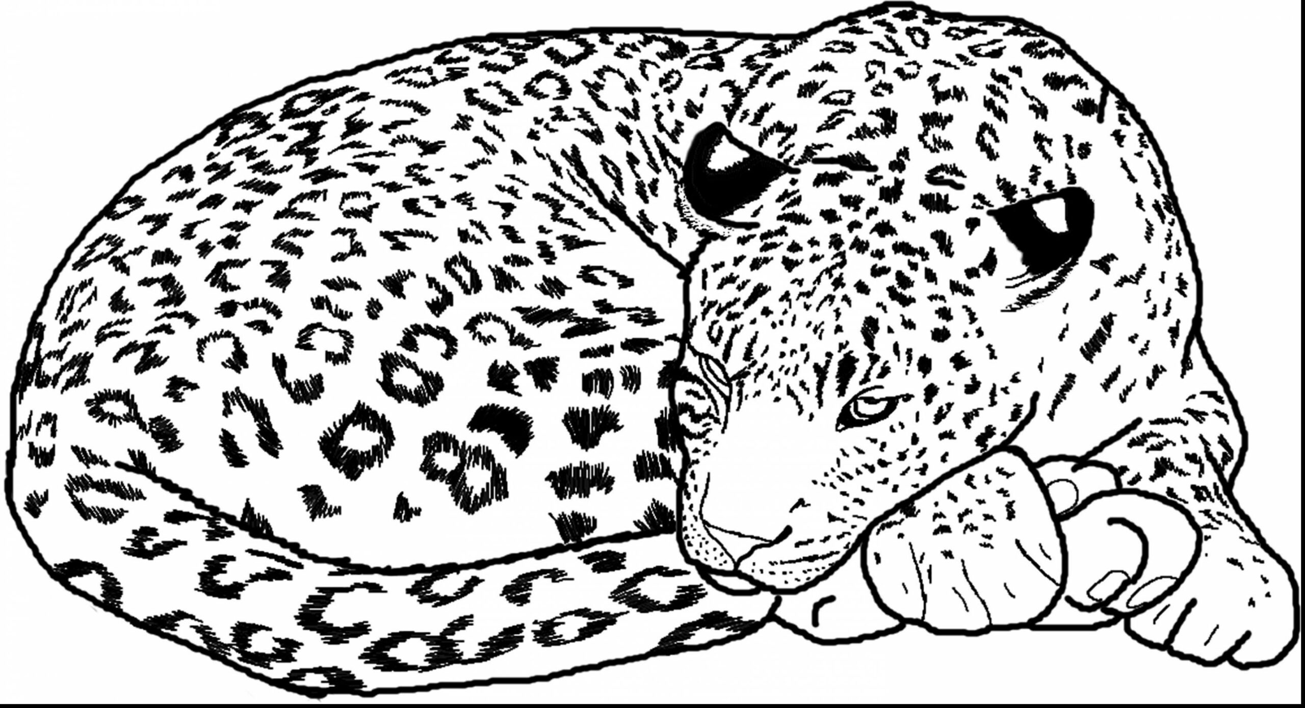Leopard Coloring Pages