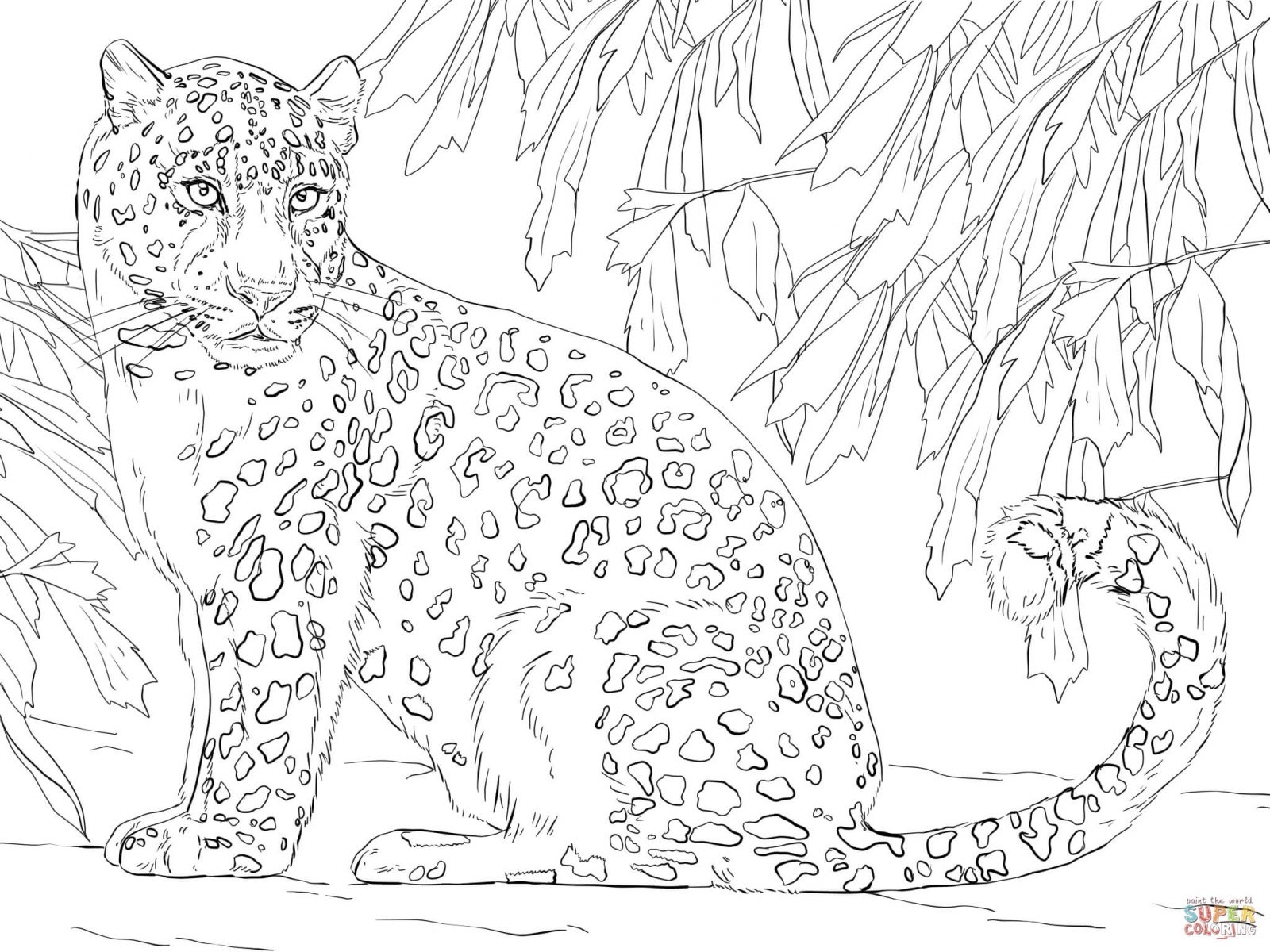 Leopard Coloring Pages At GetColorings Free Printable Colorings Pages To Print And Color