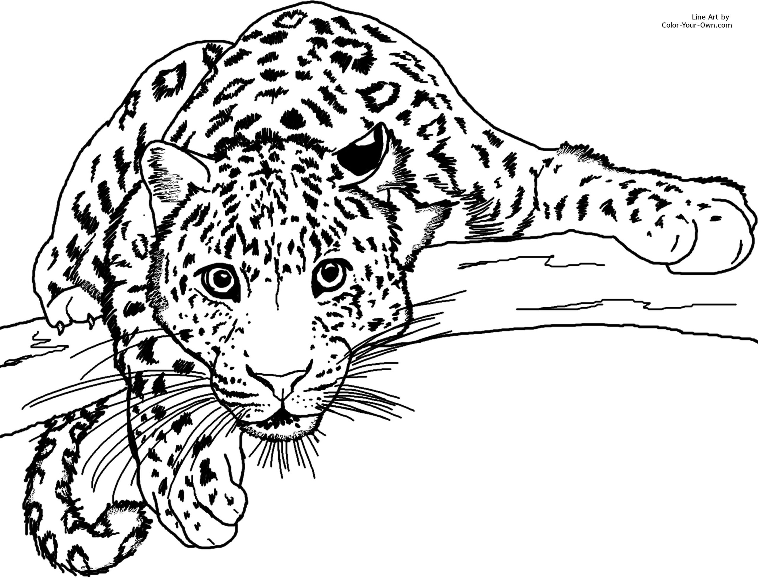 Leopard Coloring Pages To Download And Print For Free