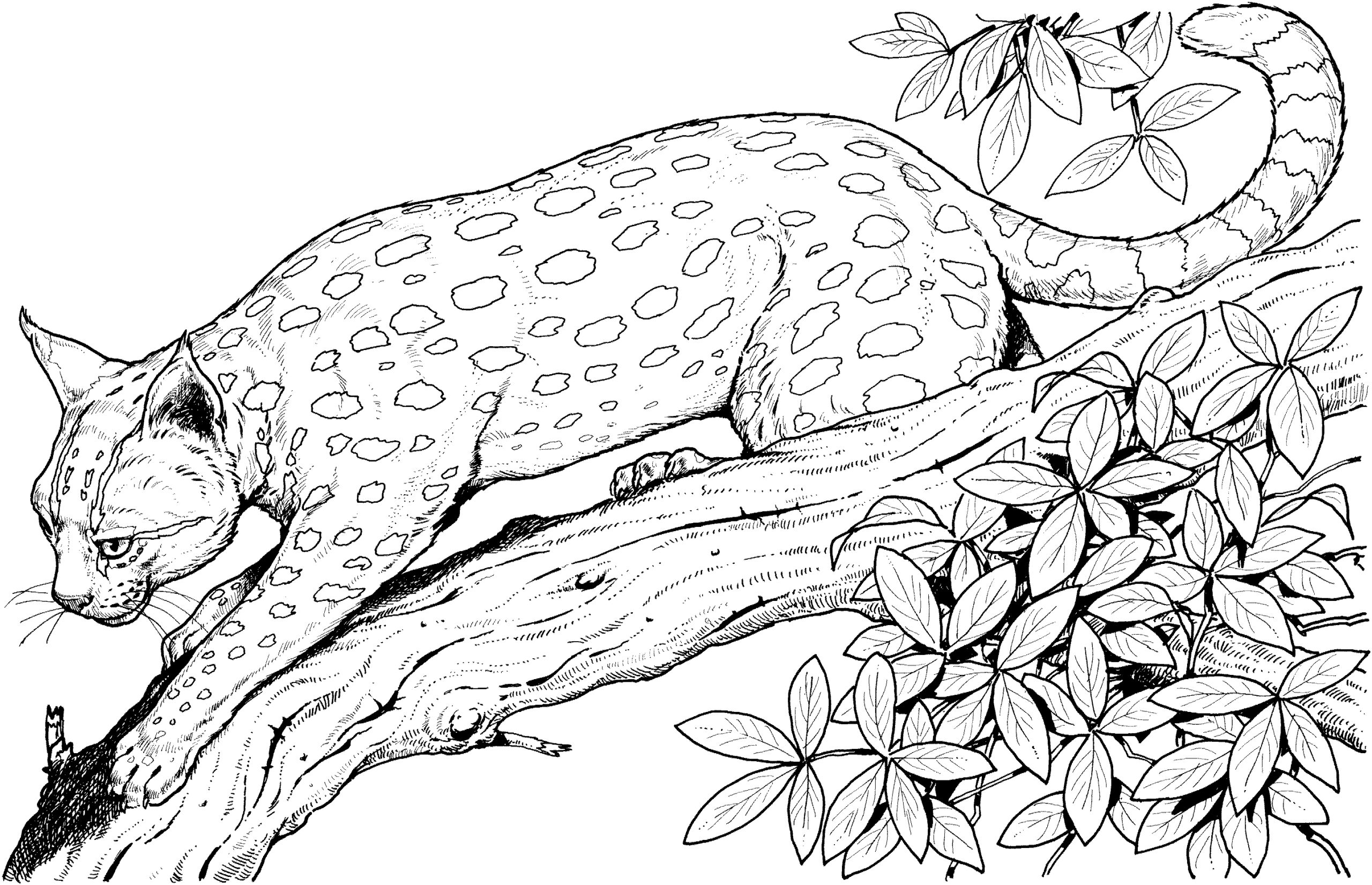 Leopard Coloring Pages To Download And Print For Free