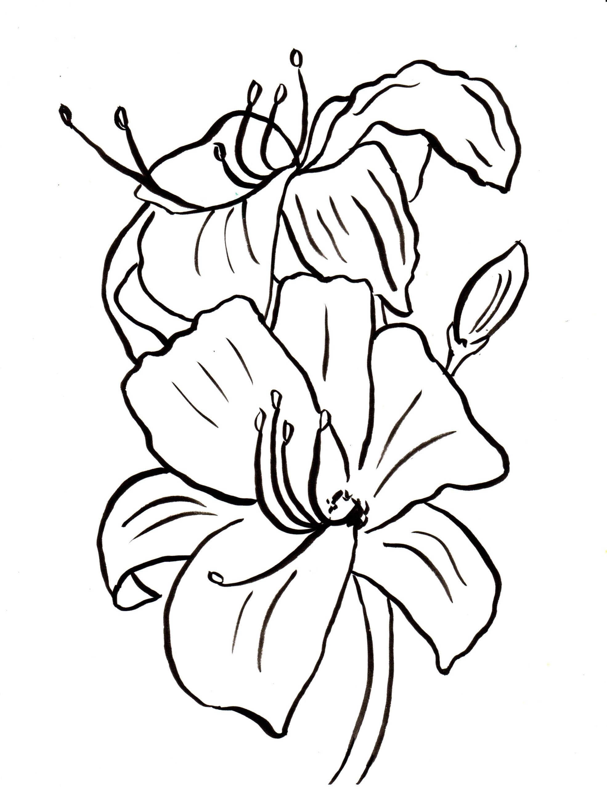 Lily Coloring Page Samantha Bell