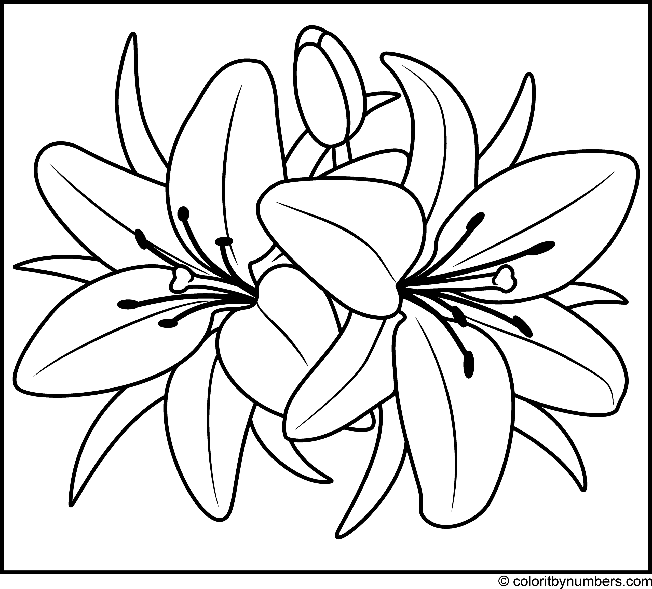 Lily Coloring Pages Printable Coloring Pages