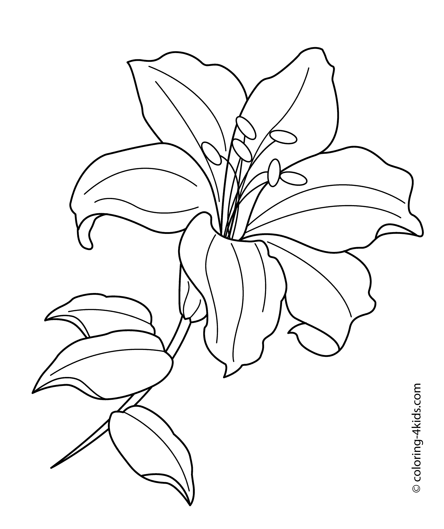 Lily Coloring Pages To Download And Print For Free
