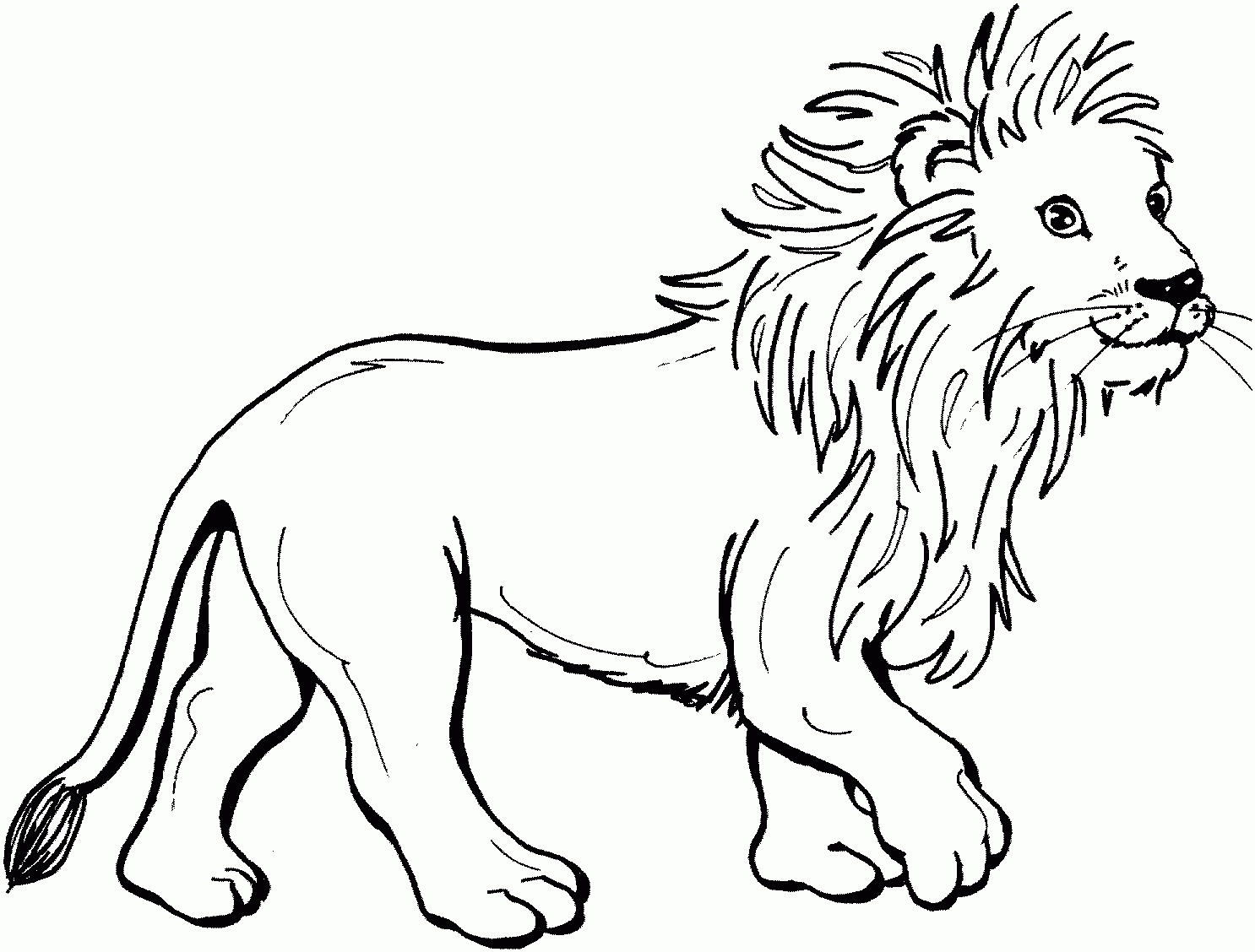 Lion Coloring Pages Kidsuki