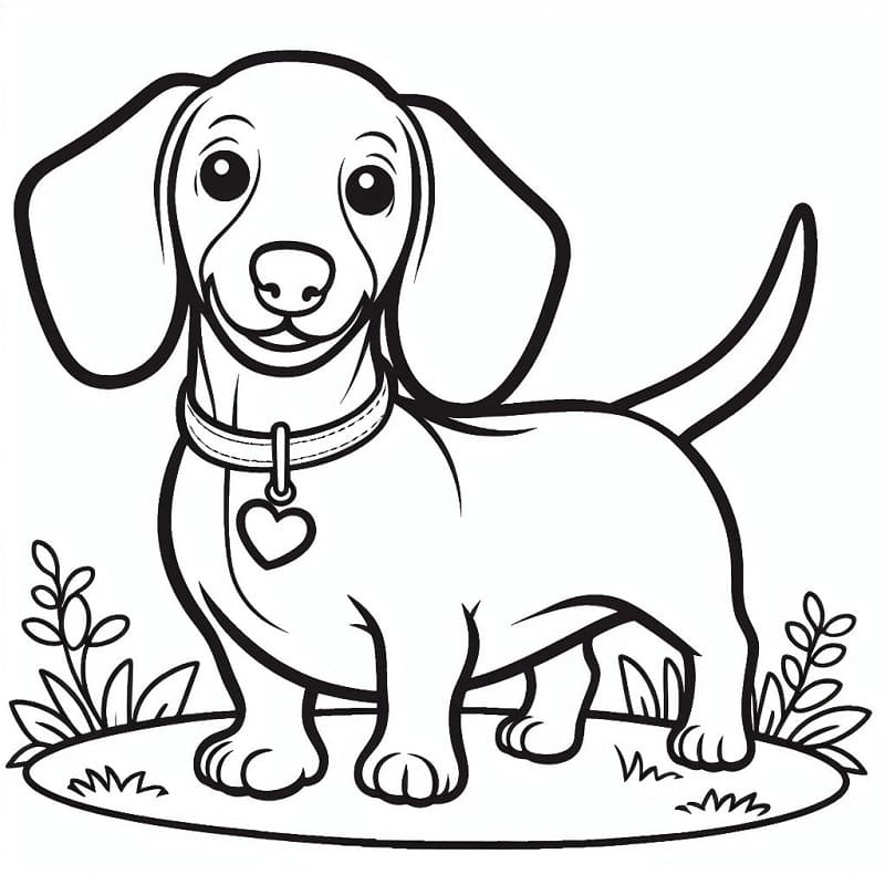 Lovely Dachshund Coloring Page Download Print Or Color Online For Free