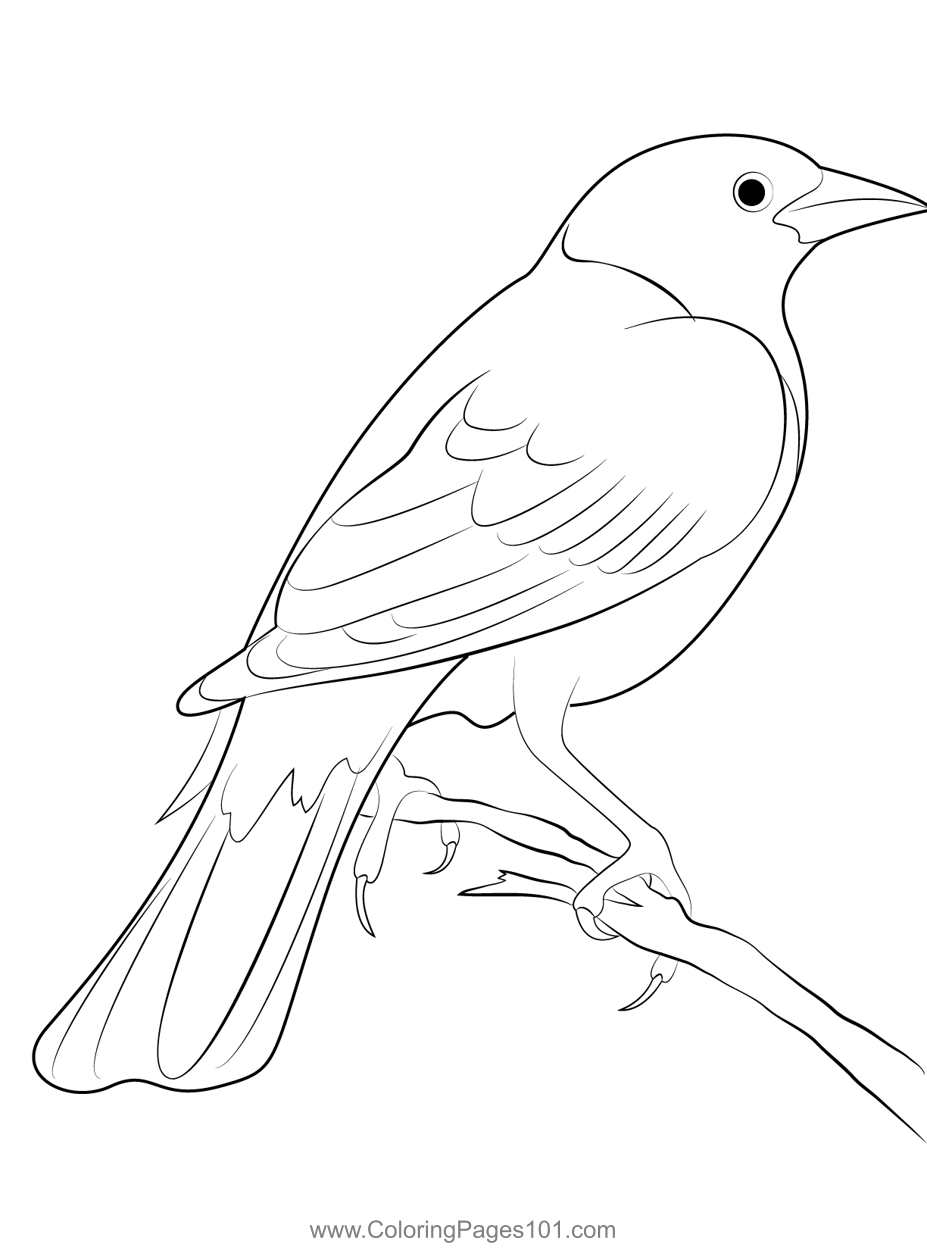 Magpie Coloring Pages Printable For Free Download