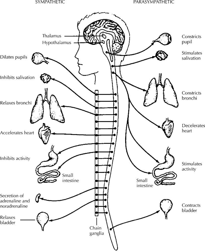 Nervous System Coloring Page Coloring Home